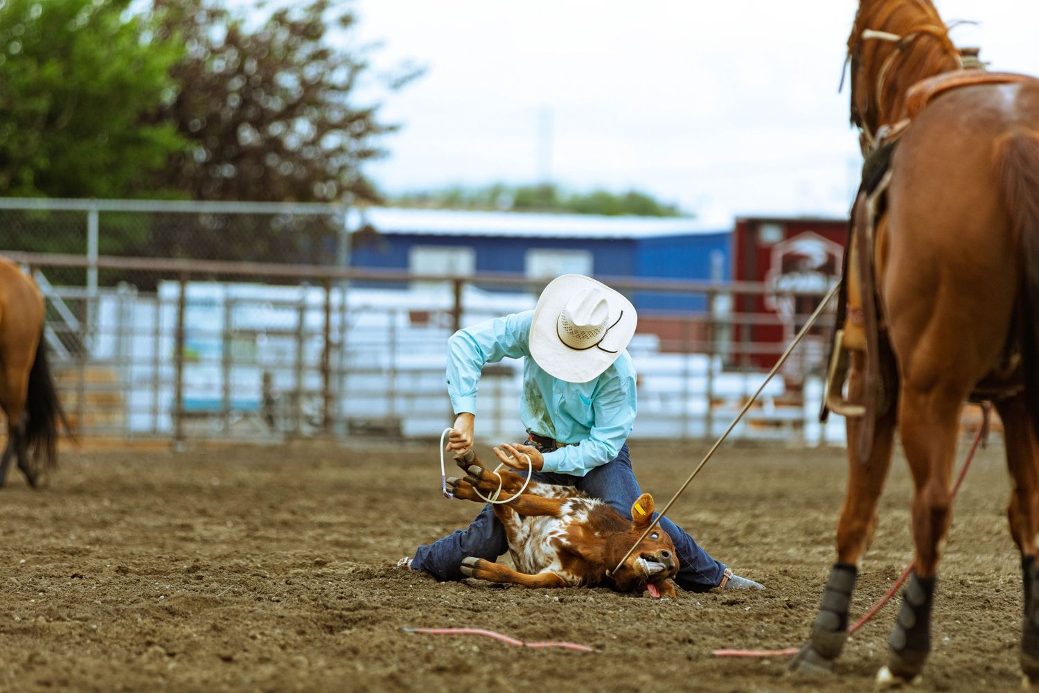 Cowboy in white hat ties a calf during a rodeo roping competition on a dirt arena with horses nearby.
