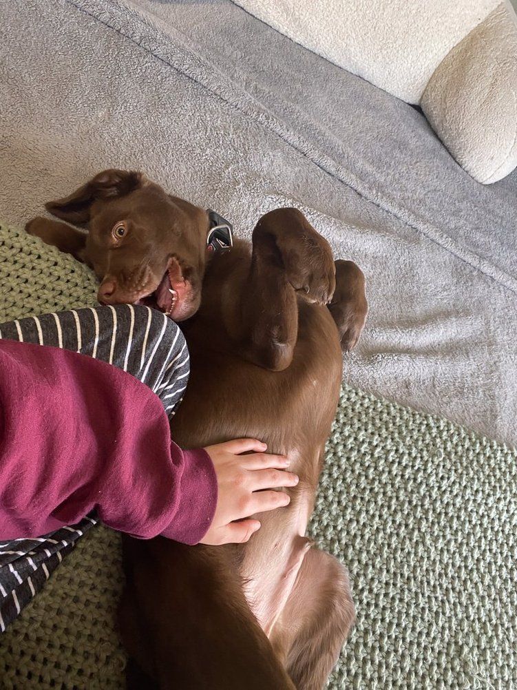 chocolate lab