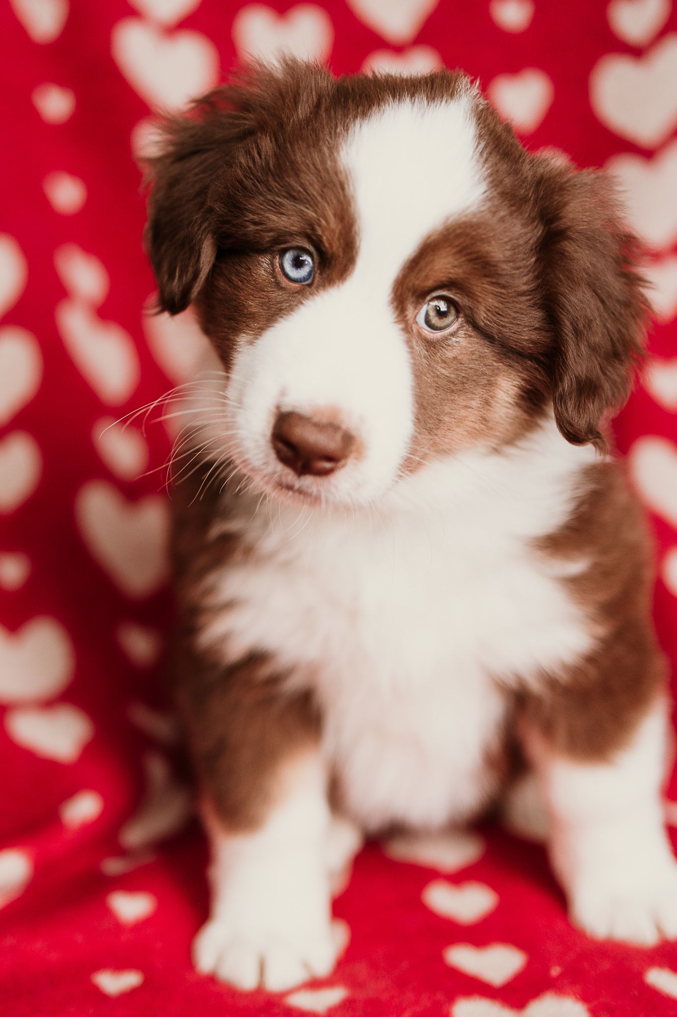 Adorable brown and white Border Collie puppy poses against red heart patterned background in multiple close-up shots.