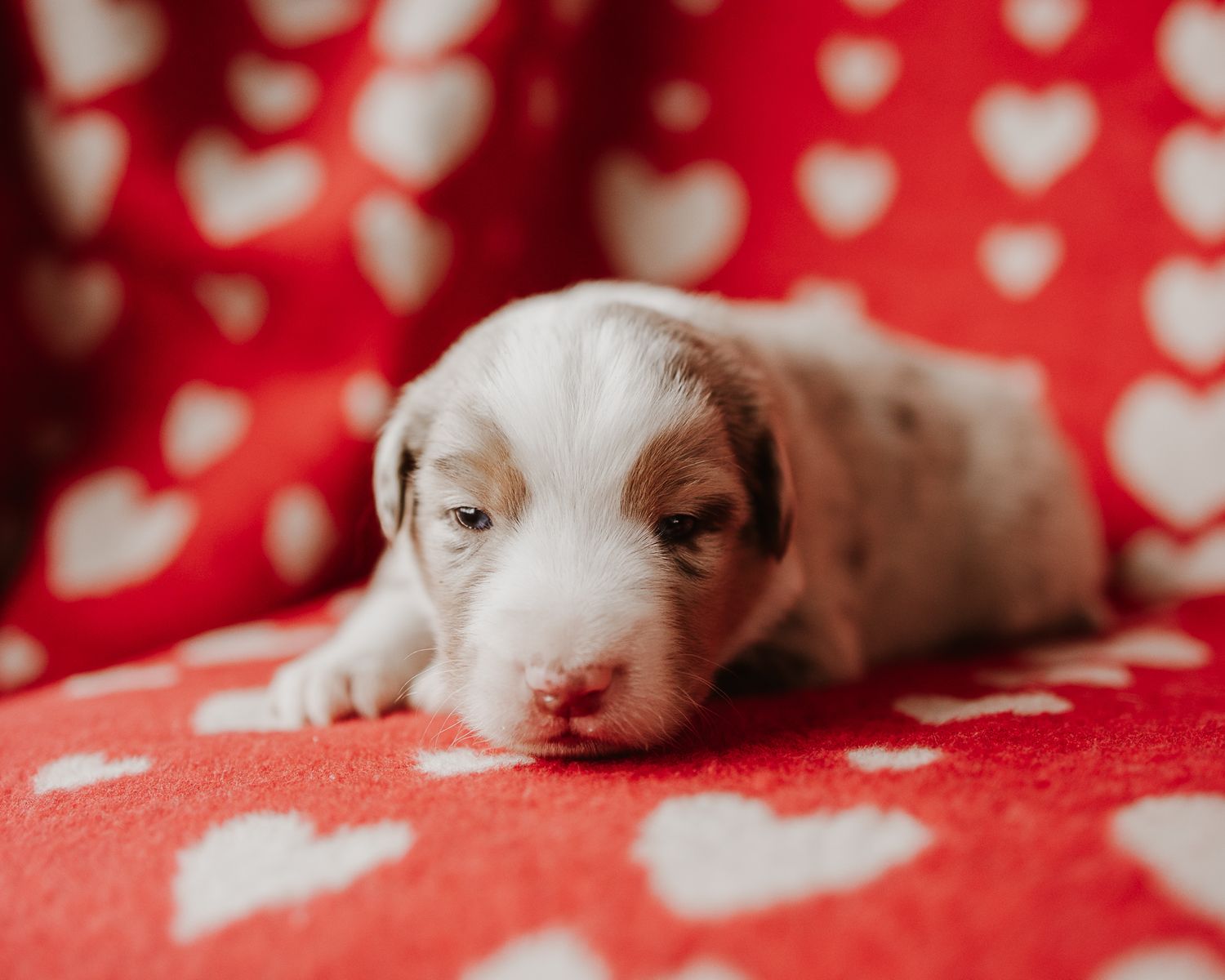 A sequence of newborn white puppy photos on a red and white polka dot background showing early development stages.