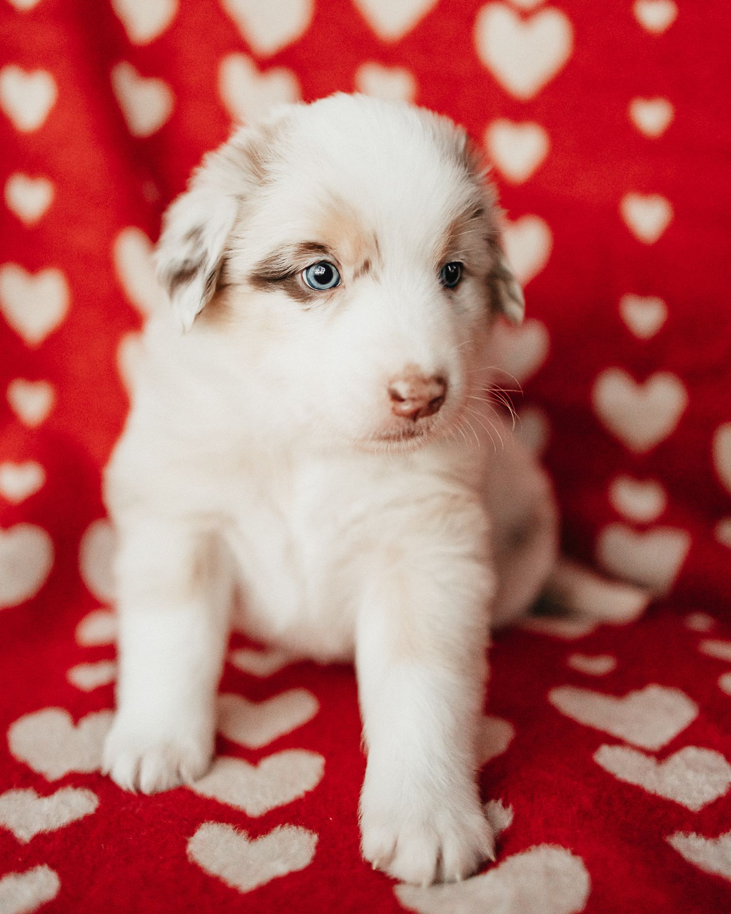 White ragdoll kitten with blue eyes lying on red background with white heart pattern.