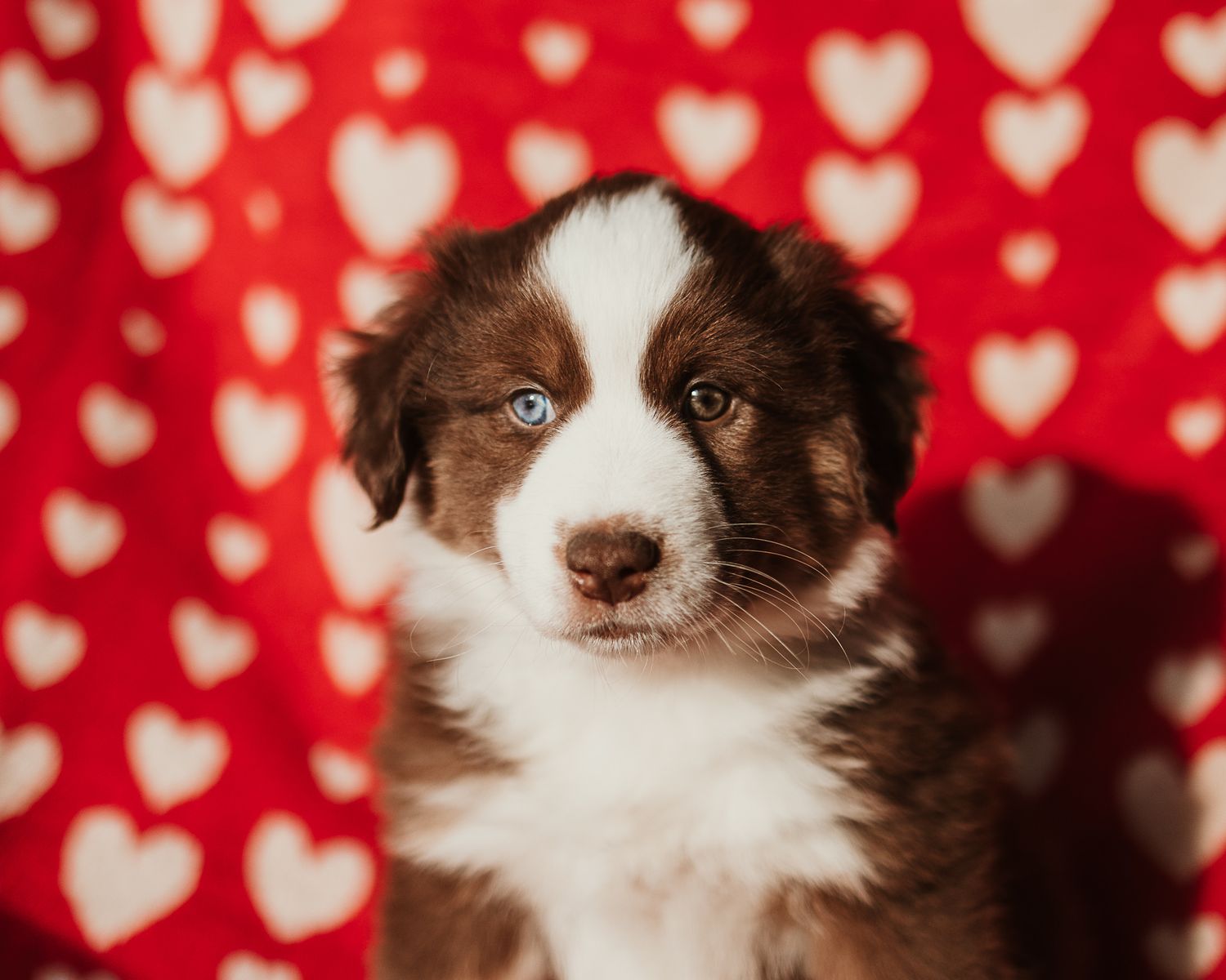 Brown and white Australian Shepherd puppy poses against red background with heart pattern decorations.