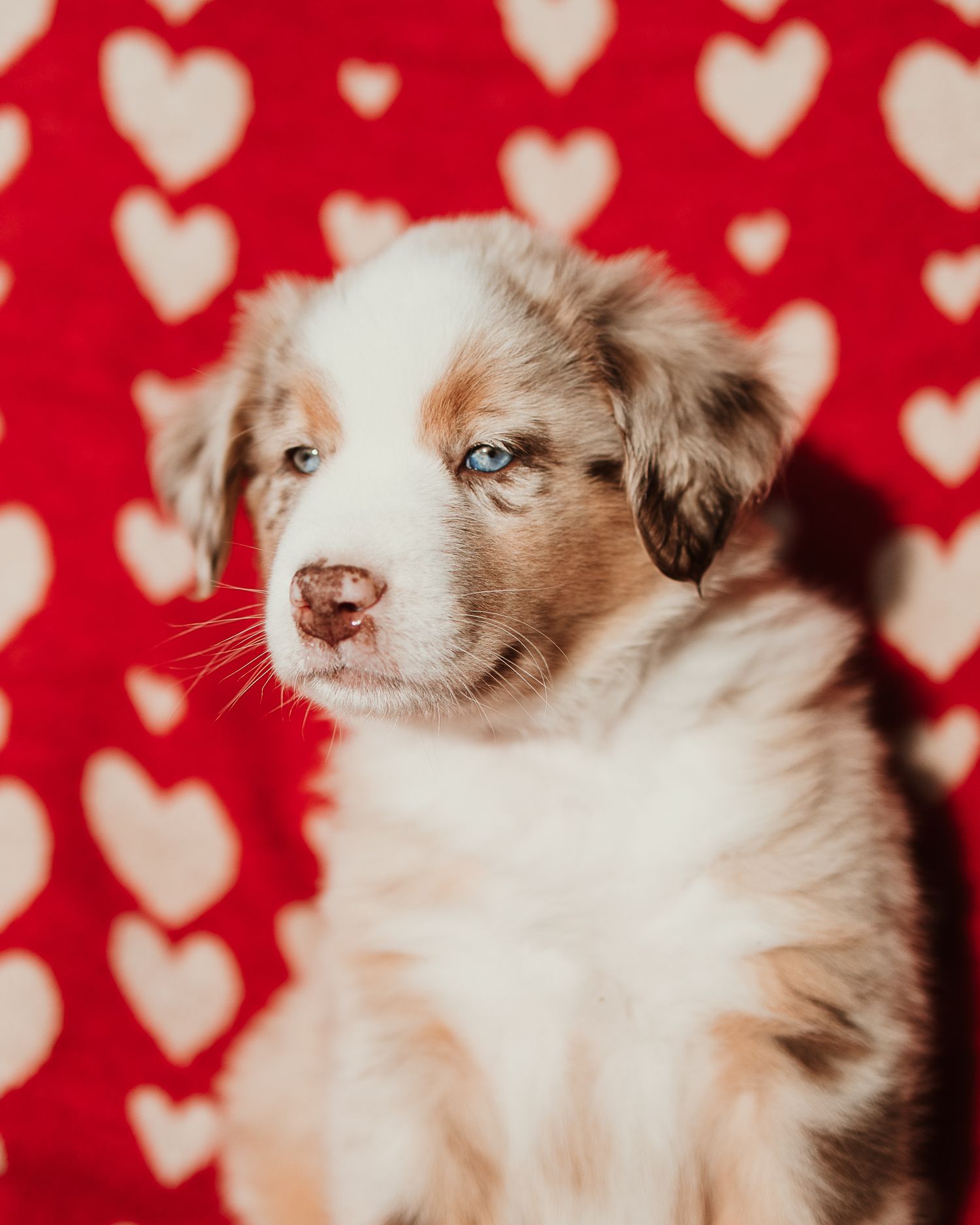 Adorable Australian Shepherd puppy poses against red background with white heart pattern.