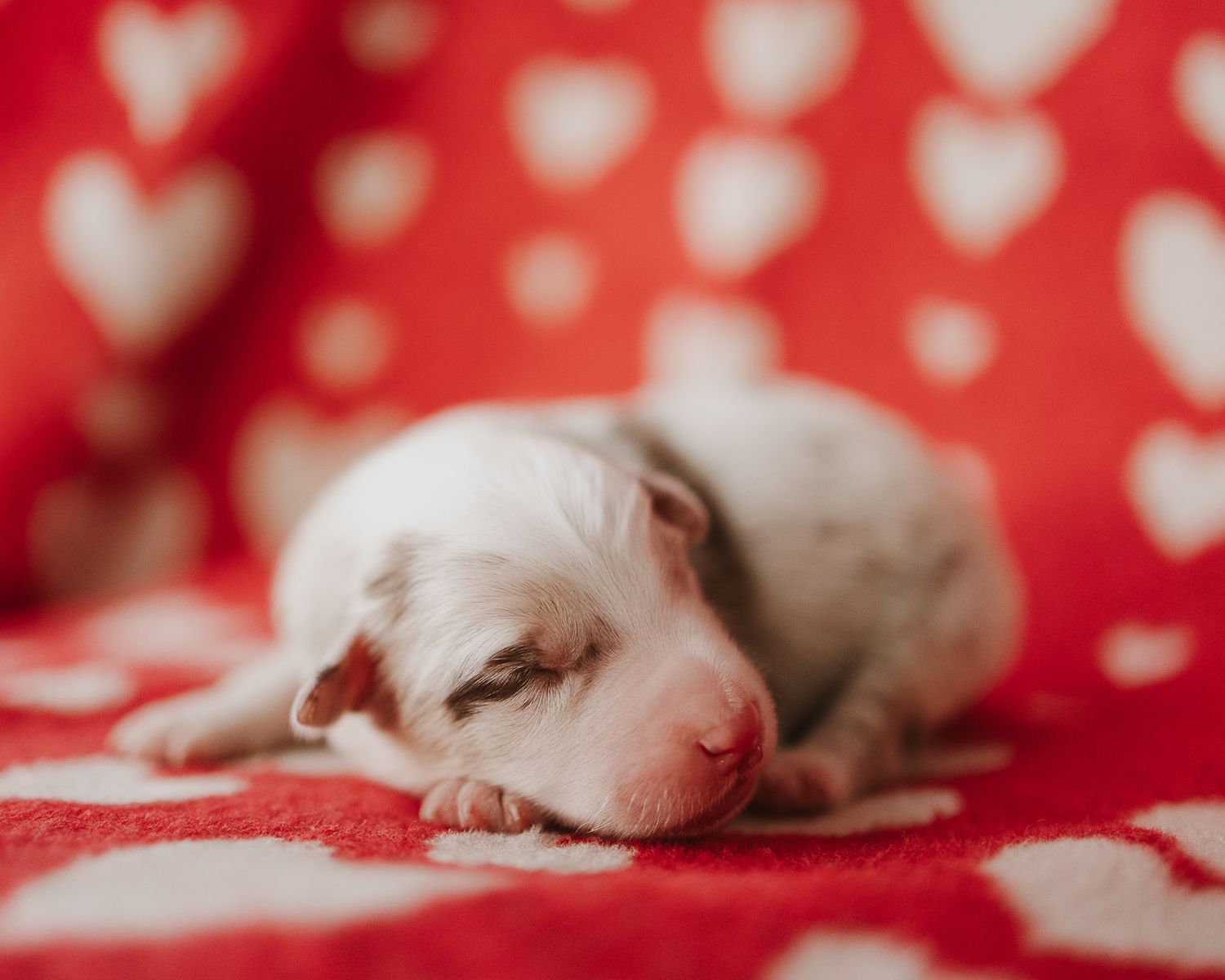 Close-up of tiny white kitten napping on red and white heart-patterned fabric.