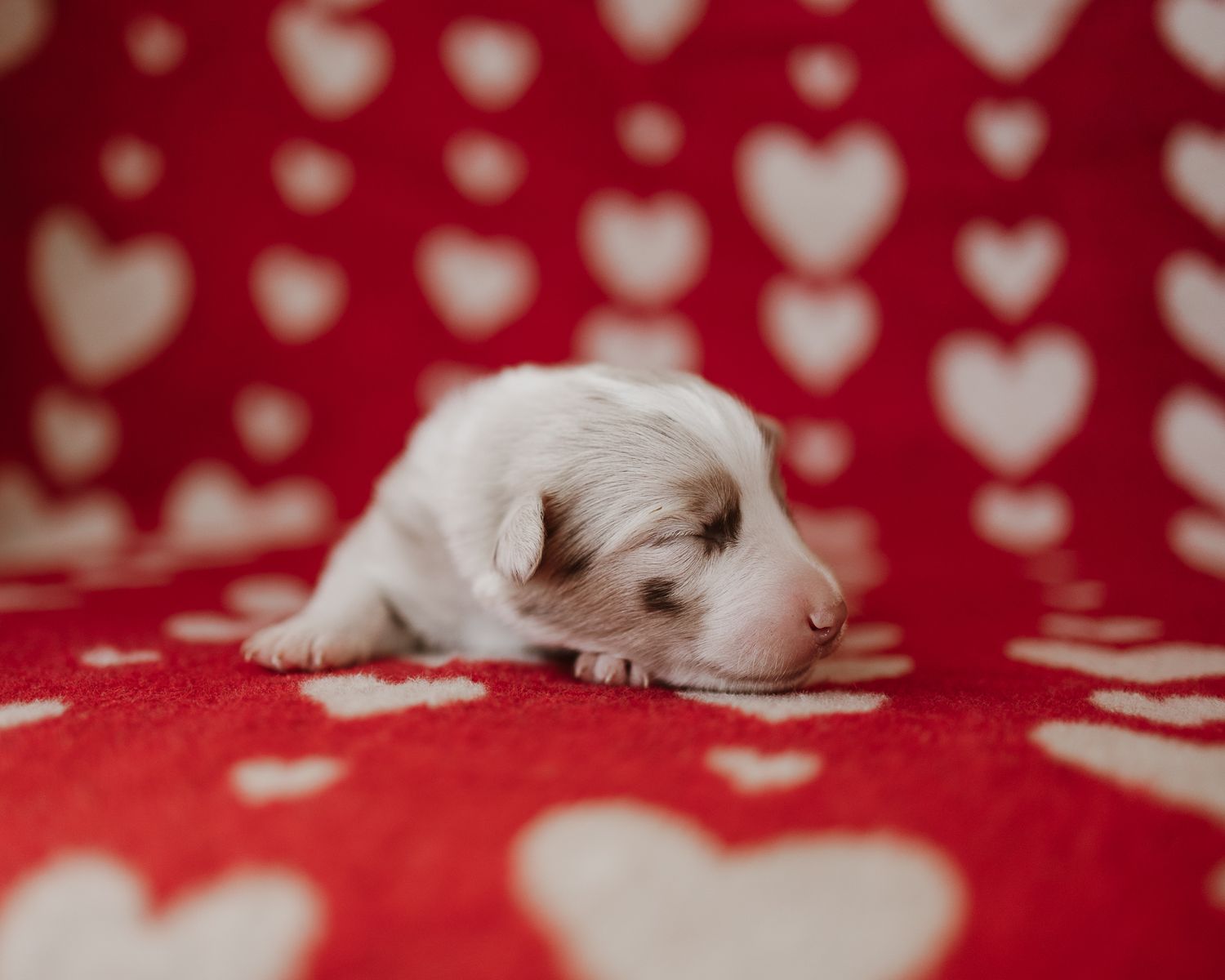 A tiny white puppy sleeping on a red blanket with heart pattern background.