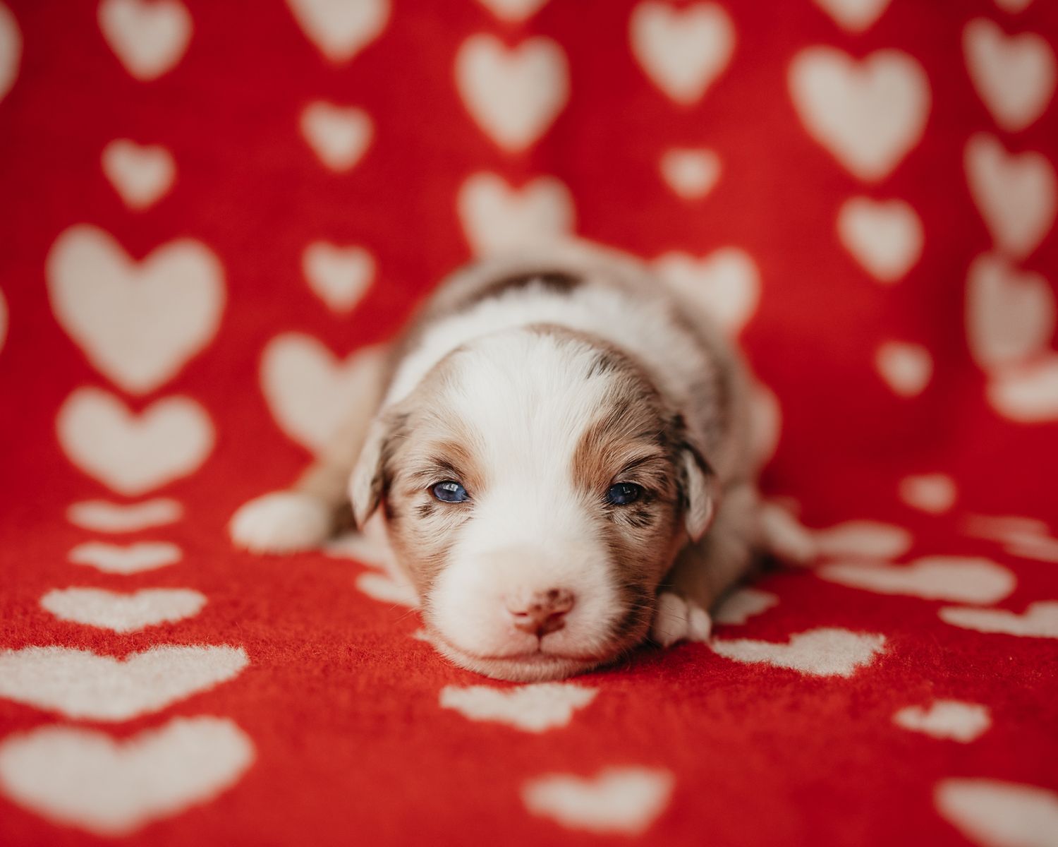 A row of white heart patterns on red background creates a festive Valentine's Day themed decorative design.