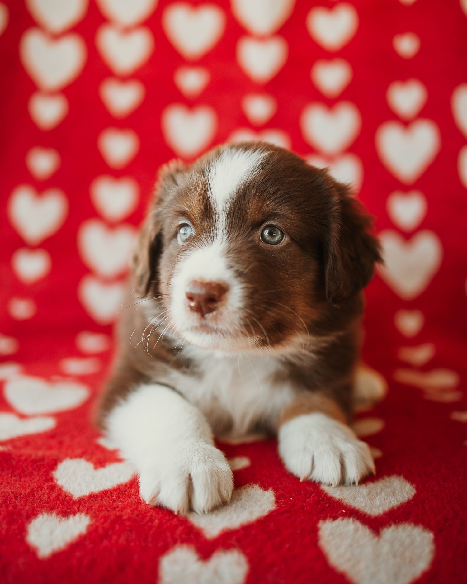 Adorable brown and white puppy on red heart patterned background in four progressive poses.