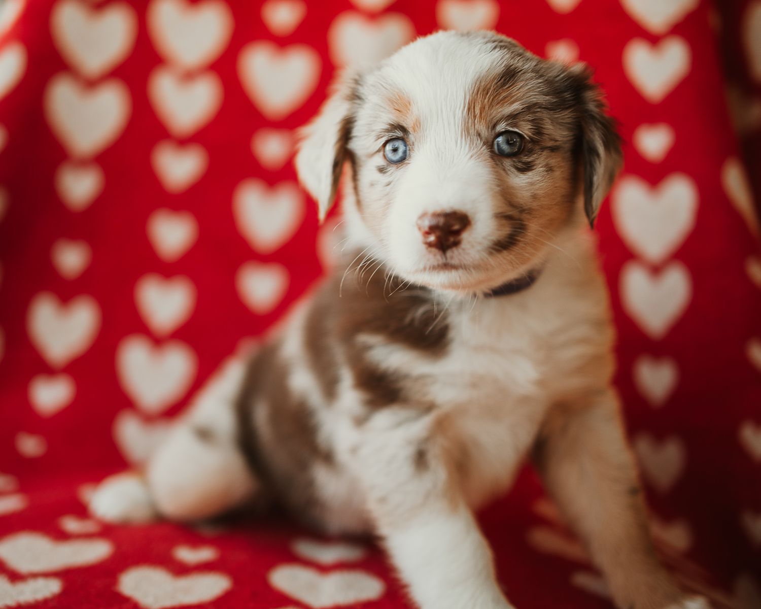 Australian shepherd puppy poses against red and white heart patterned background in multiple adorable shots.