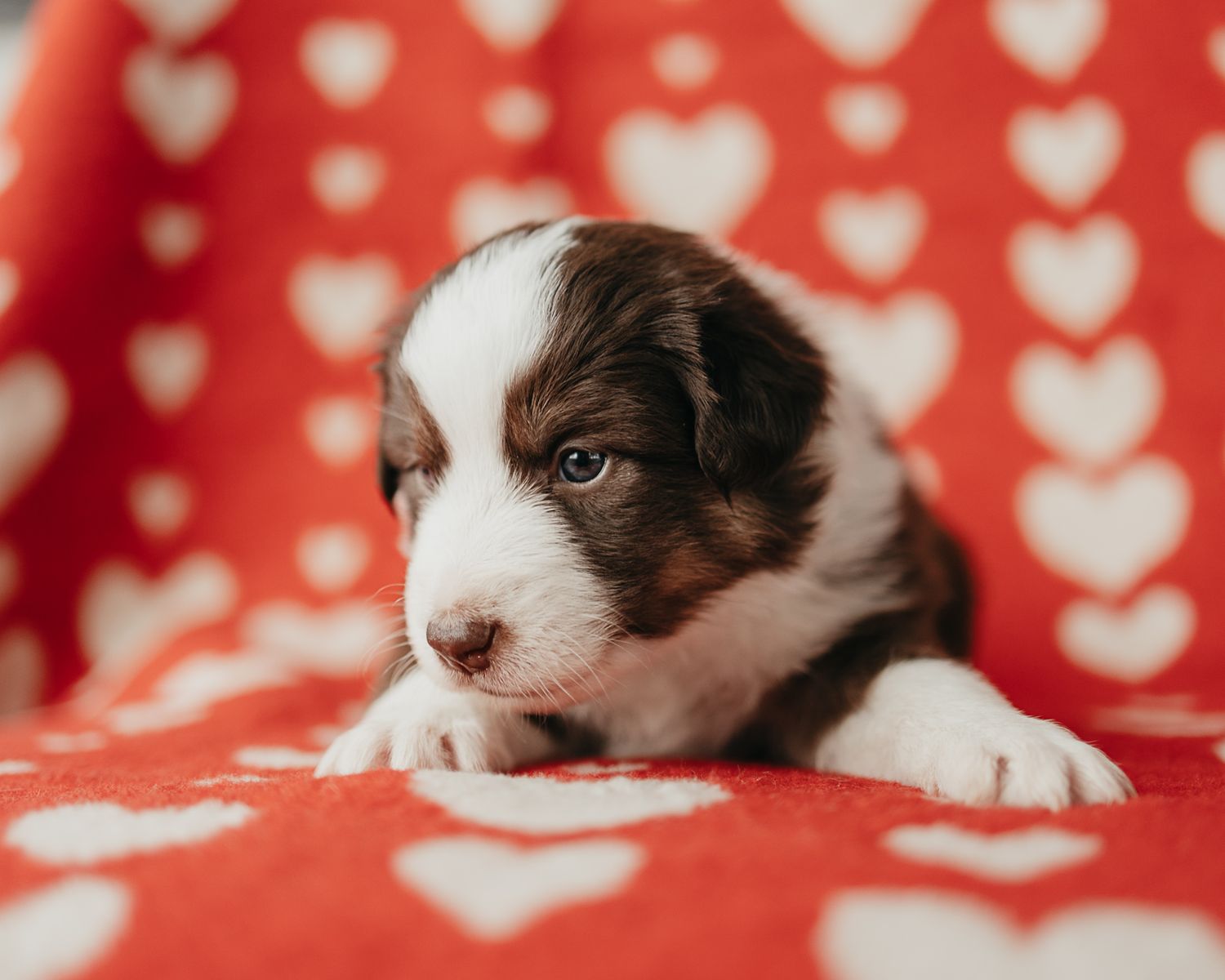 Adorable brown and white puppy resting on red and white heart patterned blanket.