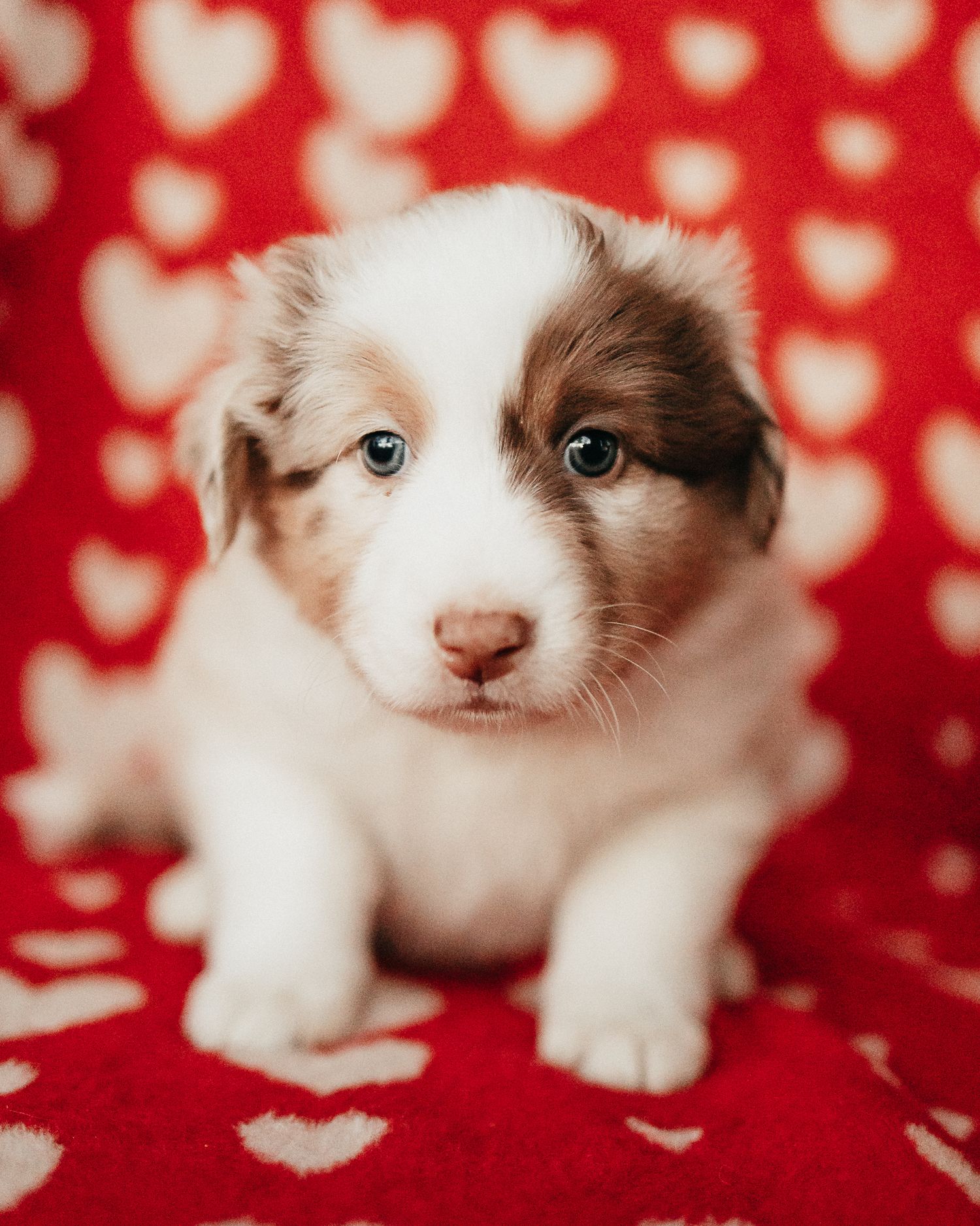 Adorable white and brown kitten sitting on red polka dot background looking at camera with bright blue eyes.