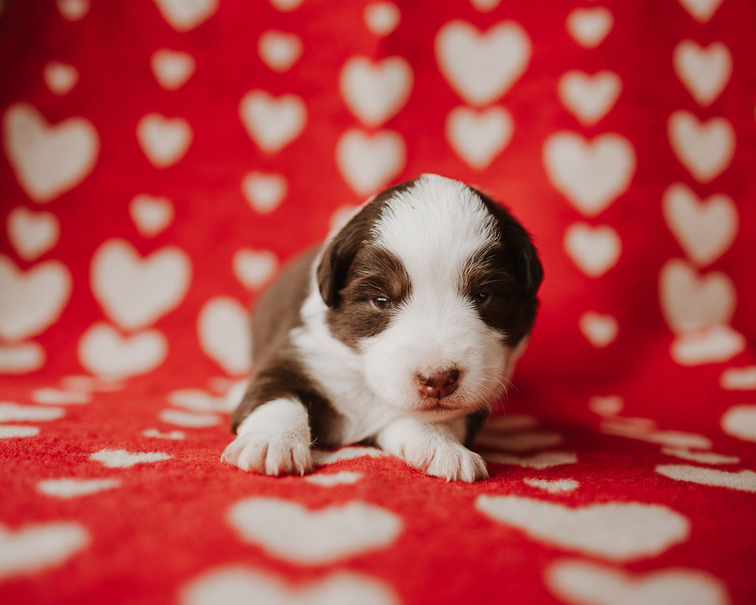 Adorable brown and white puppy lying on red heart patterned blanket looks directly at camera.