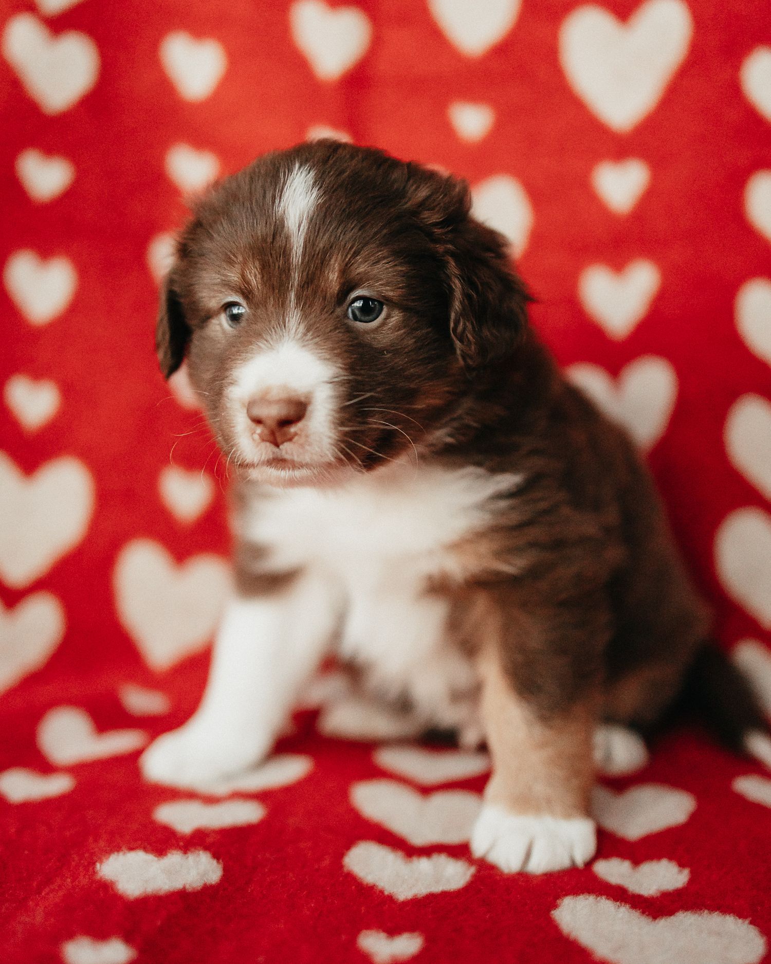 Brown and white border collie puppy lying on red heart patterned blanket looking at camera.