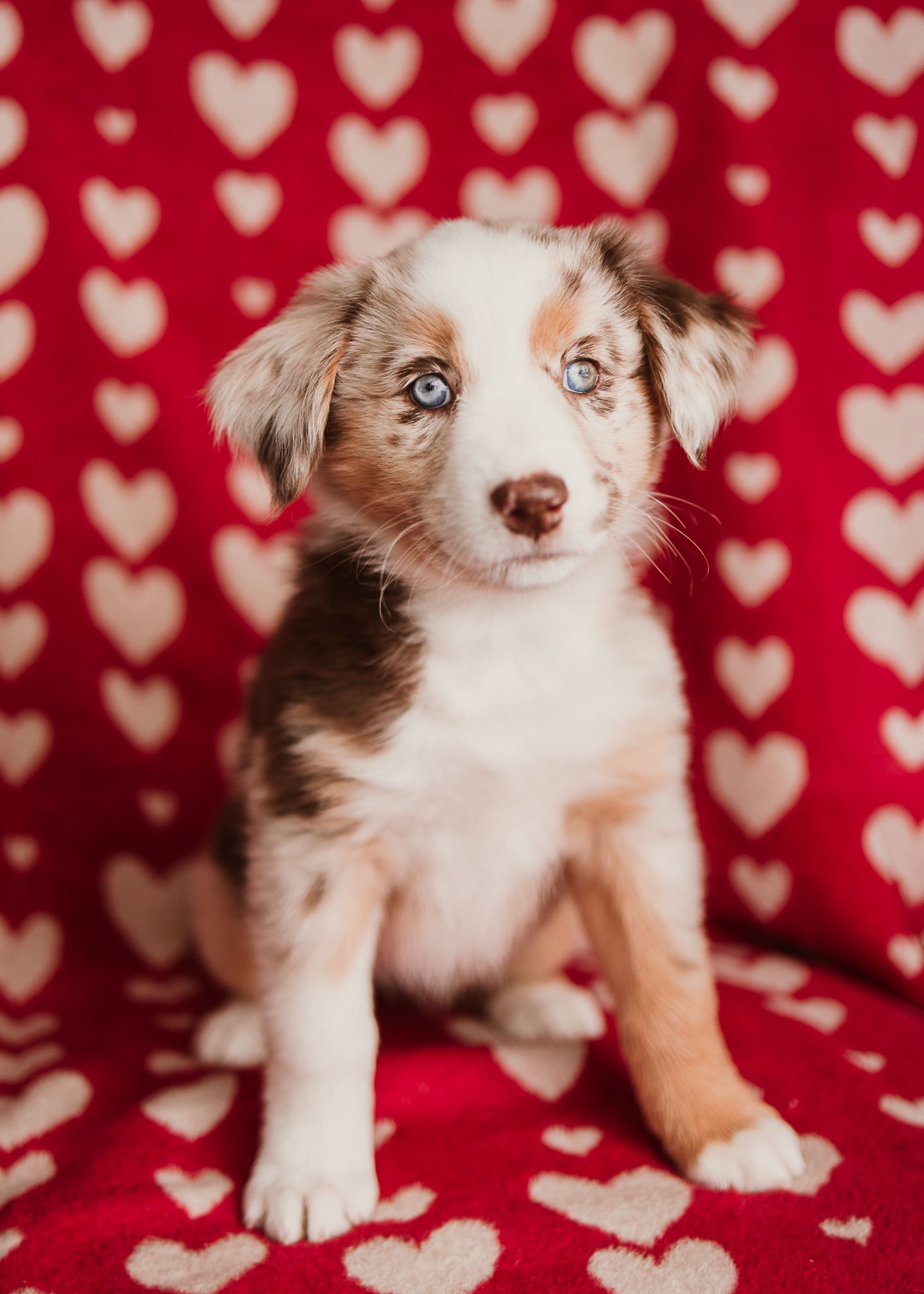Adorable Australian Shepherd puppy poses on red background with white heart pattern.