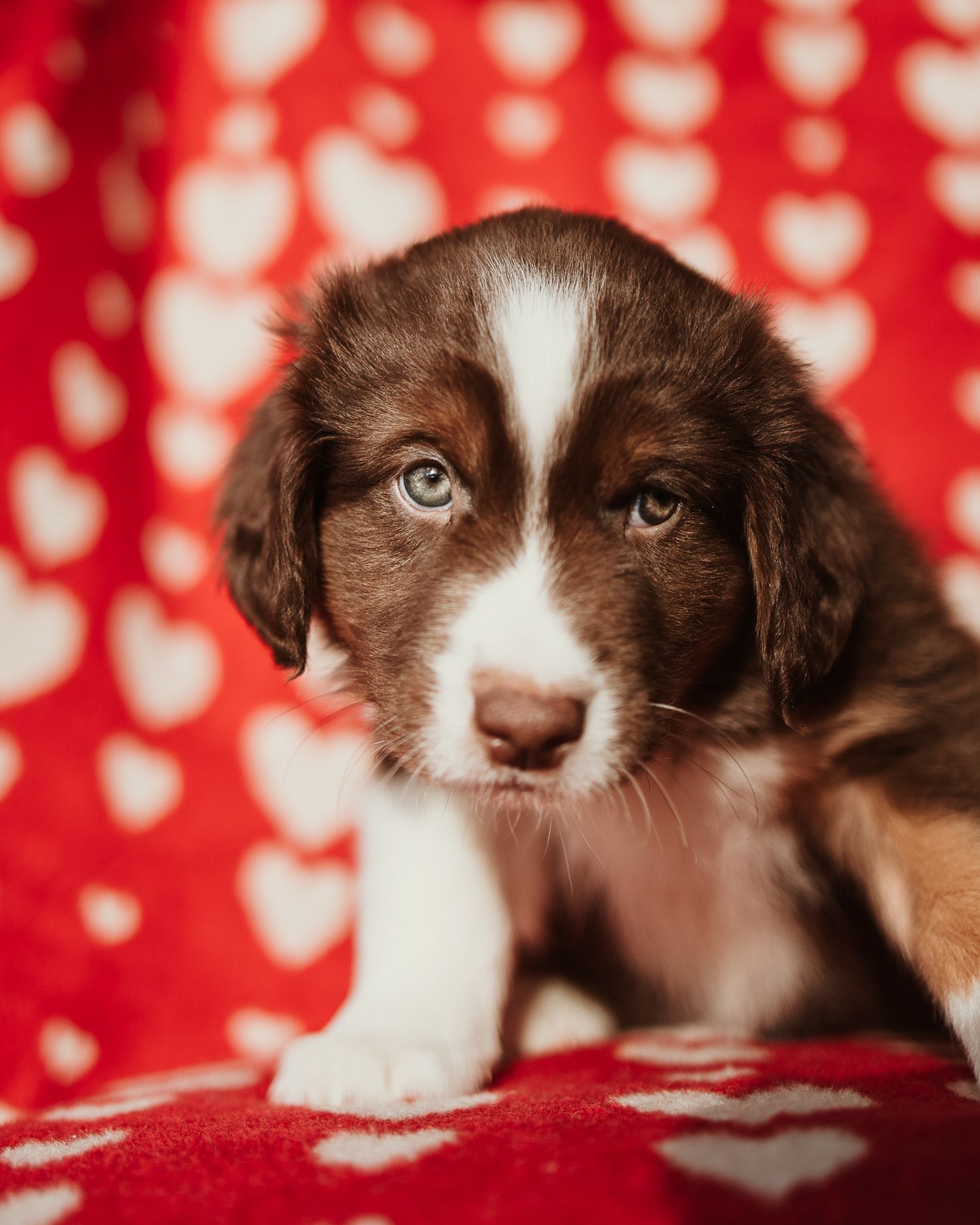 Brown and white Australian Shepherd puppy with striking blue eyes against a red and white bokeh heart background.