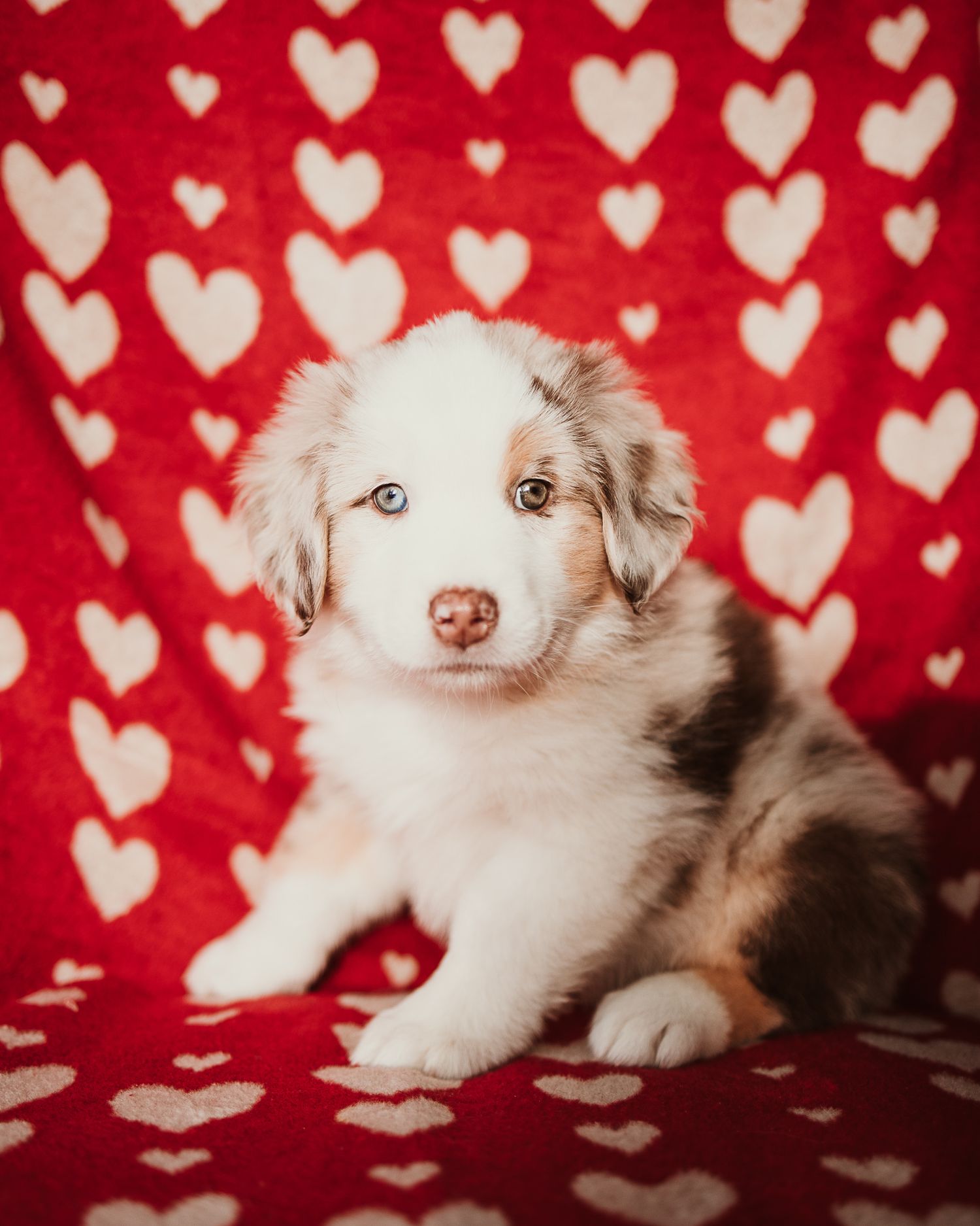 Adorable Australian Shepherd puppy poses against red background with white heart pattern.