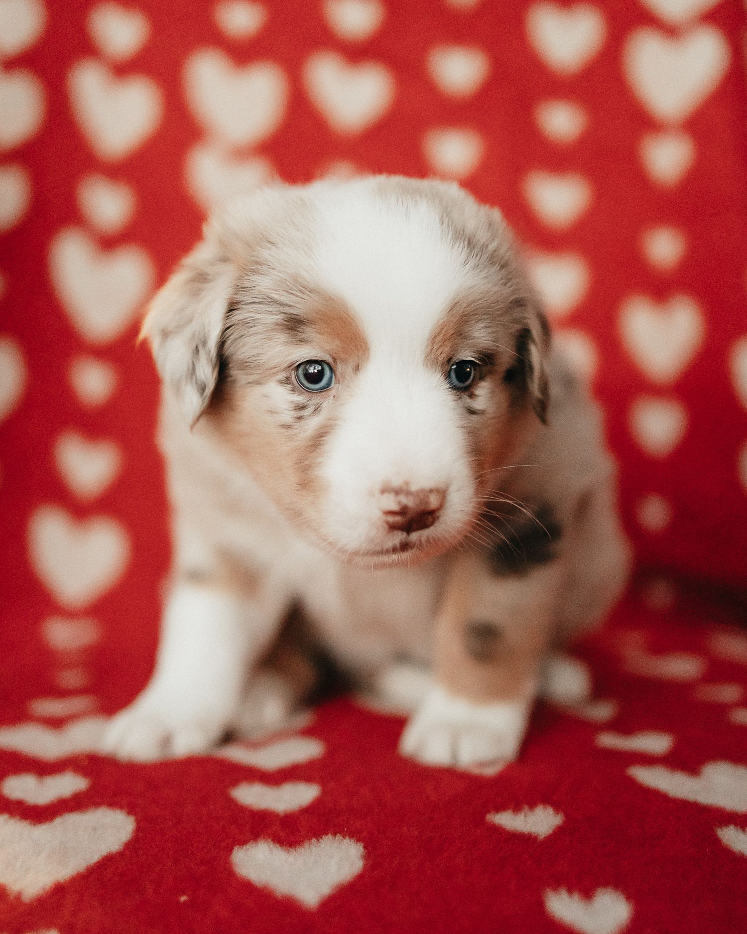 Adorable white and brown puppy sitting on a red blanket with heart pattern background.