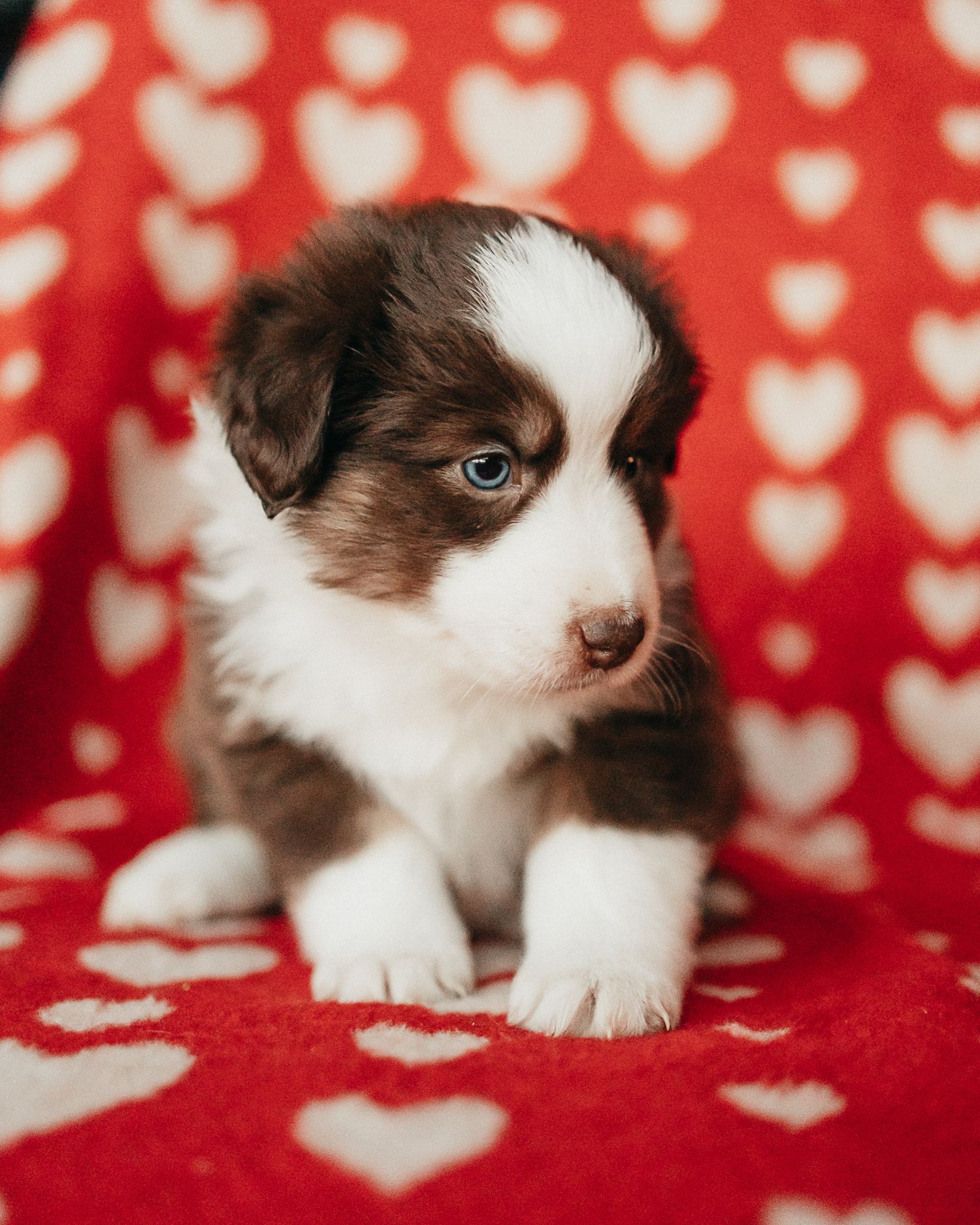 Four sequential photos of a brown and white kitten lying on a red blanket with white heart pattern.