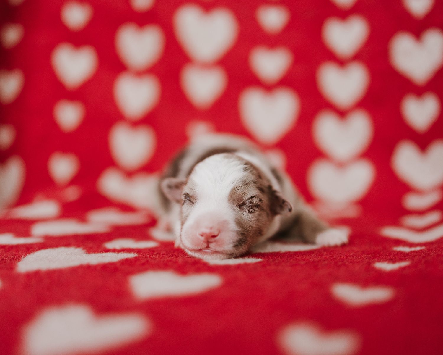 Tiny white newborn mice sleeping on a red and white heart patterned blanket.