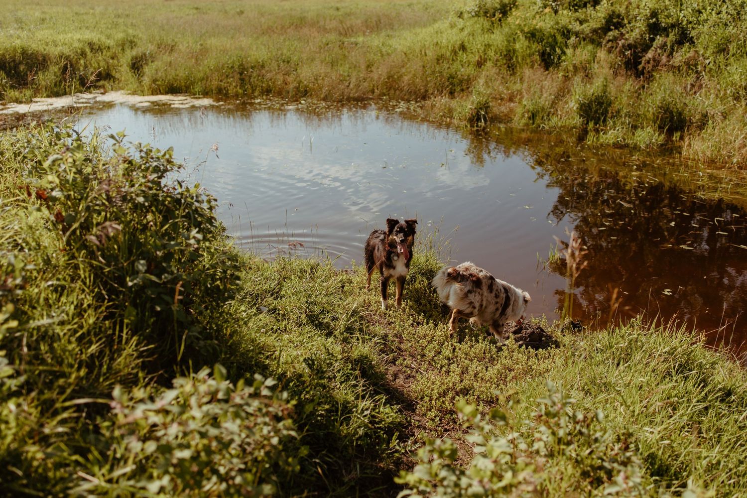 Two dogs standing by the edge of a serene pond surrounded by lush green vegetation on a sunny day.