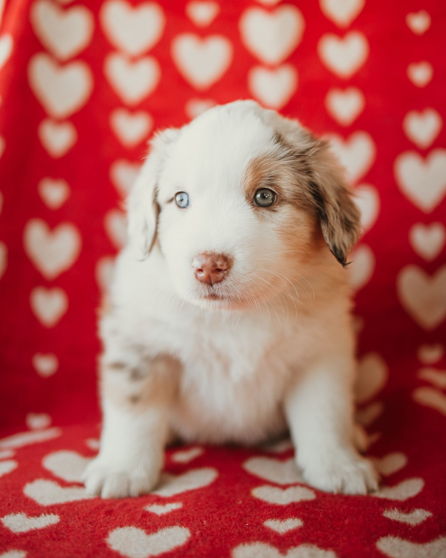 Adorable white and brown puppy poses against a red background with heart pattern bokeh effect.
