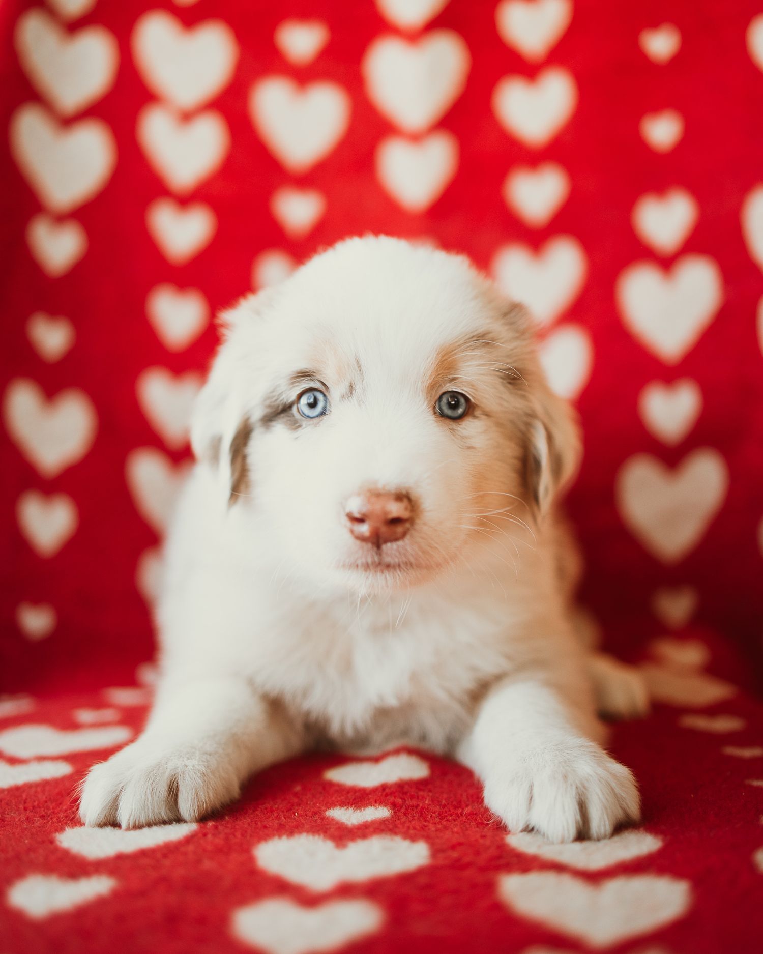 White puppy lying on red background with heart pattern in a Valentine's Day themed photo shoot.
