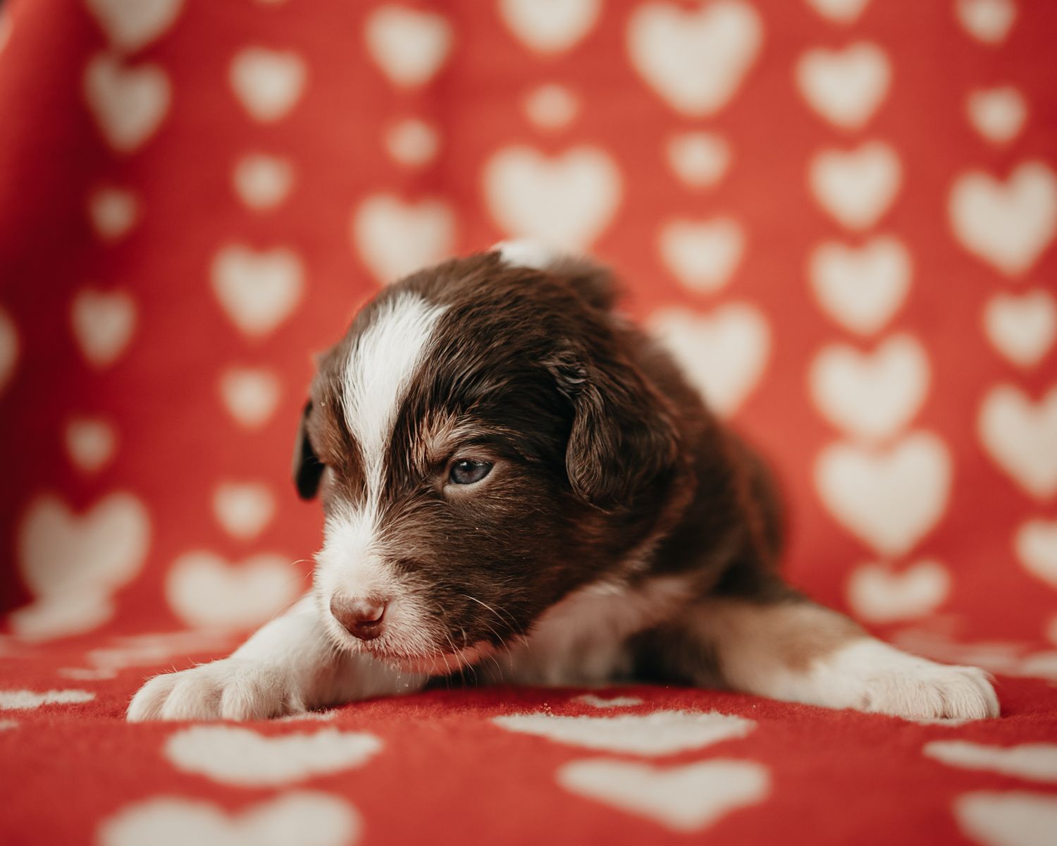 A small kitten lies on a white blanket against a red background with heart pattern decorations.