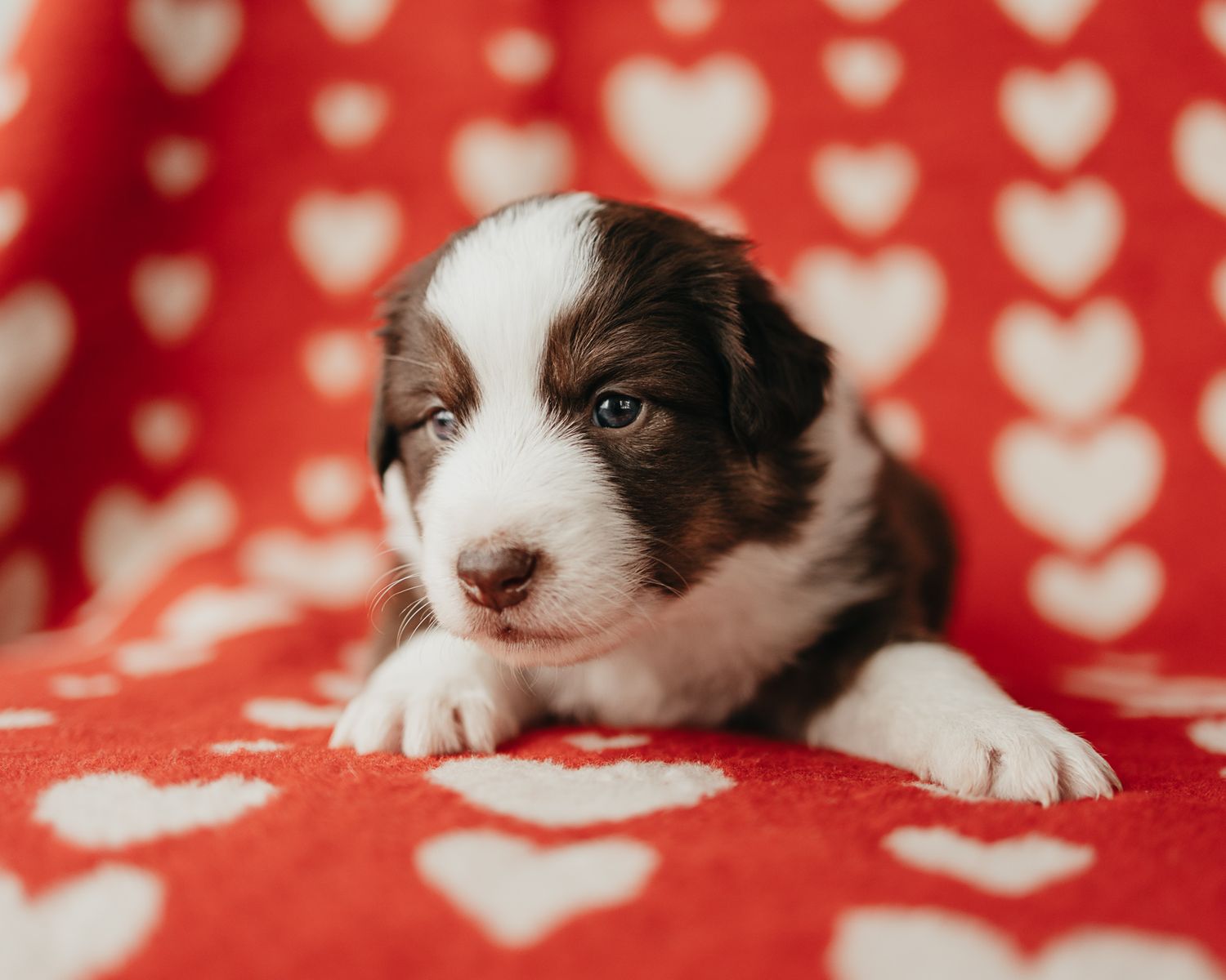 Adorable brown and white puppy lying on red and white heart patterned background.