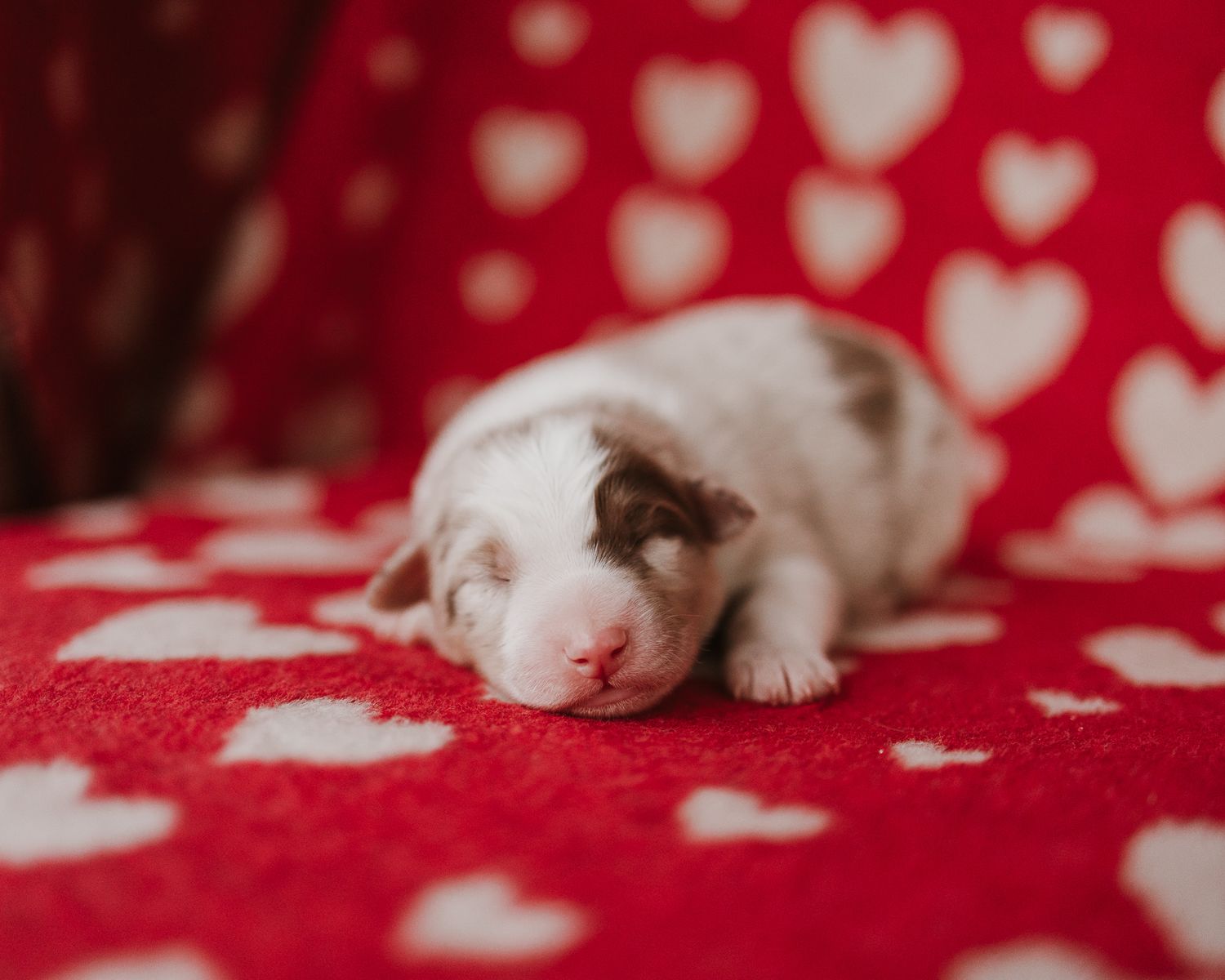 A small white kitten sleeps on a red blanket with heart patterns.