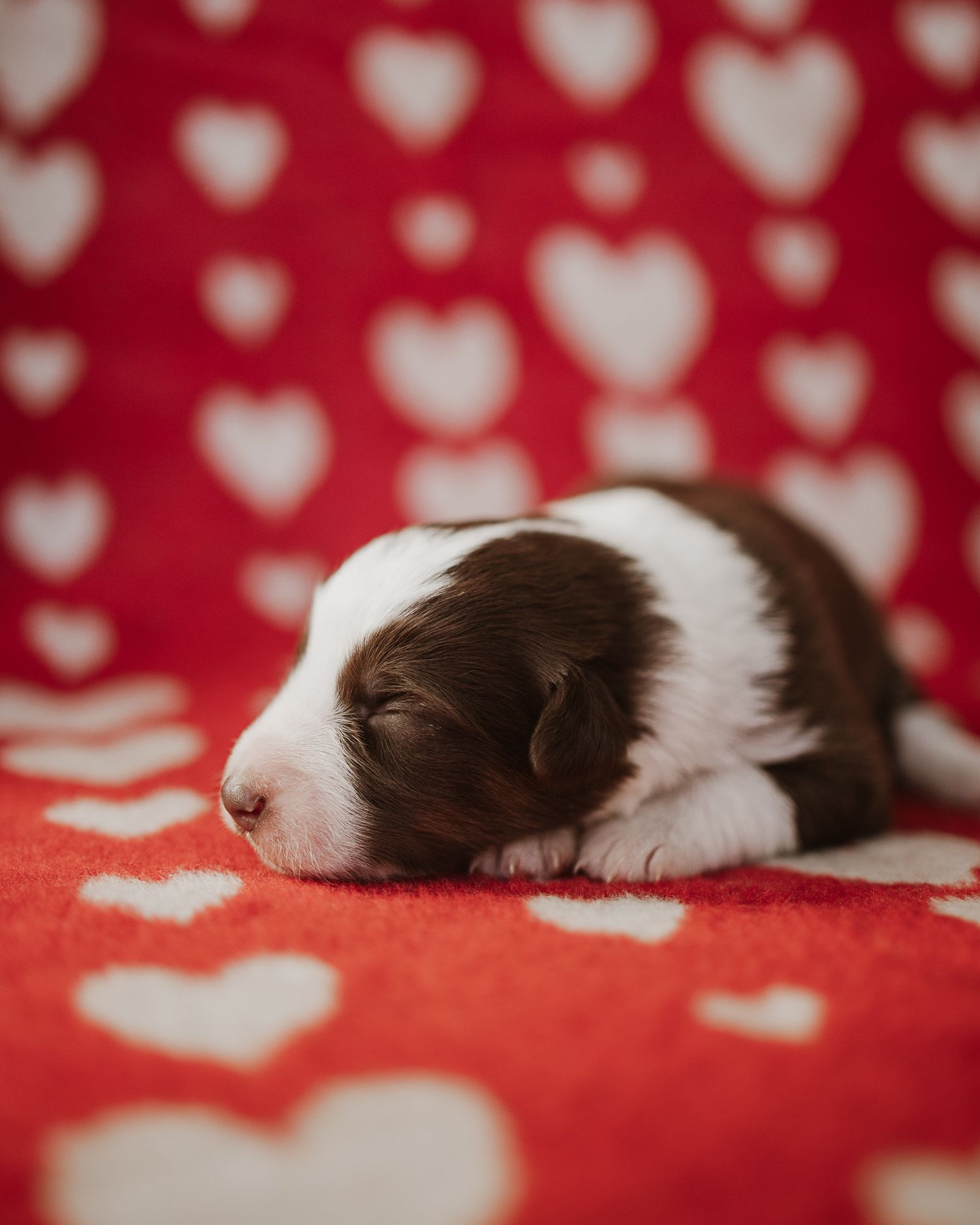 A sleeping Border Collie puppy lies on a red and white heart patterned blanket.