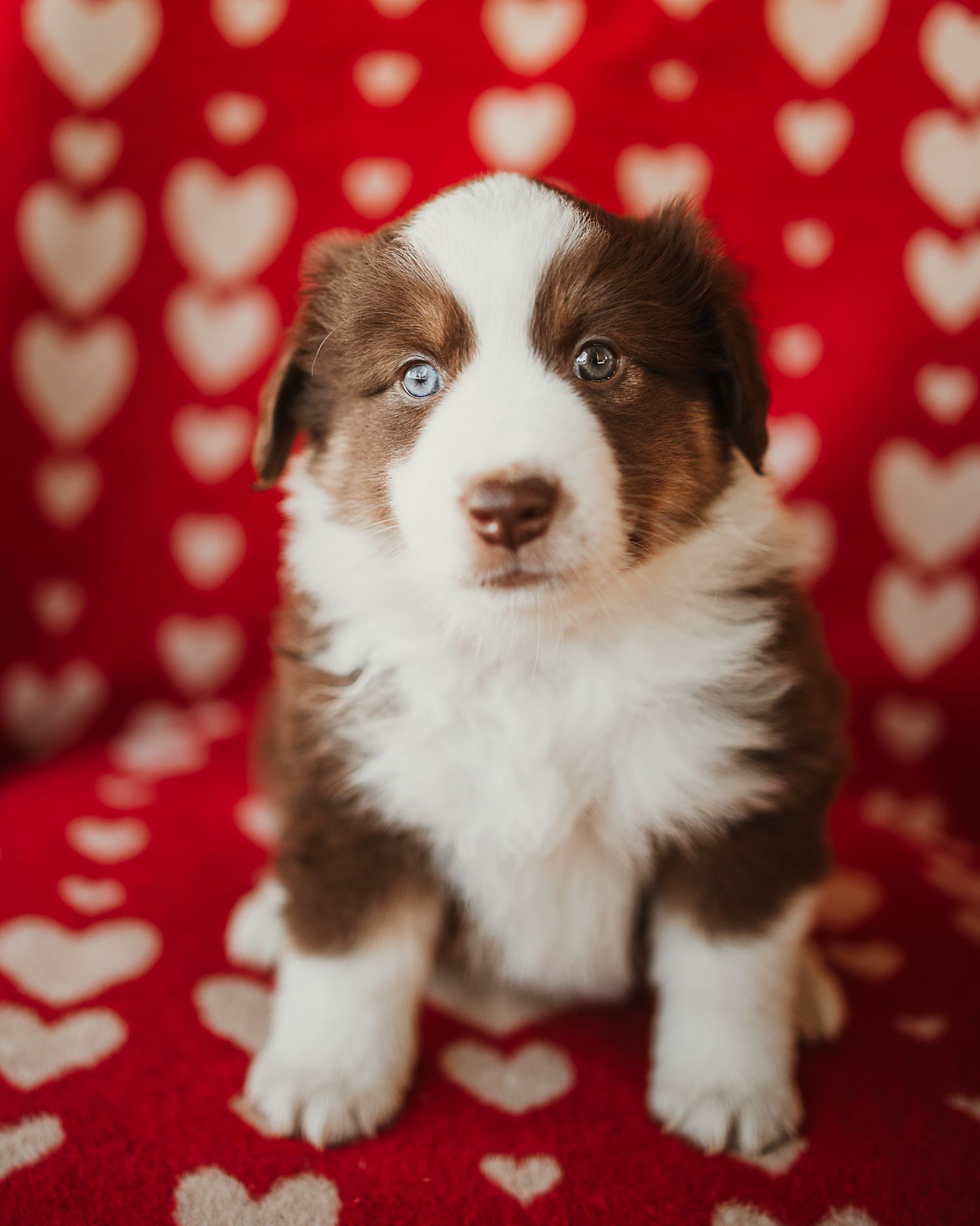 Brown and white Australian Shepherd puppy poses against red and white heart patterned backdrop.