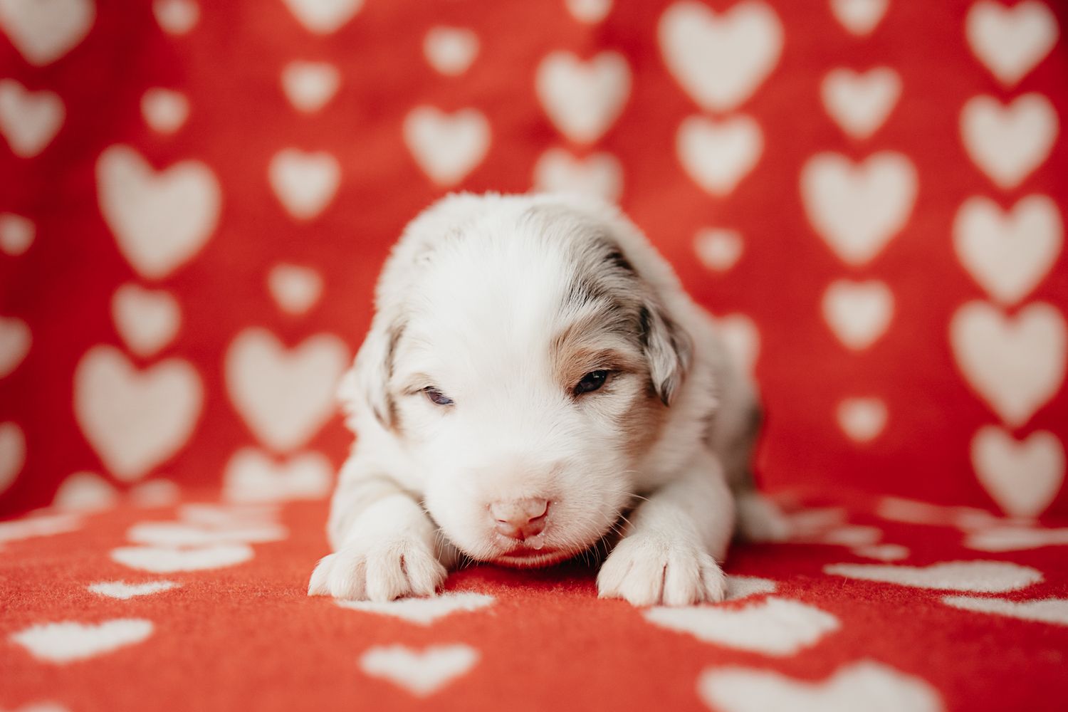 Adorable white kitten sleeping on red and white heart patterned fabric in a dreamy Valentine's Day themed setting.