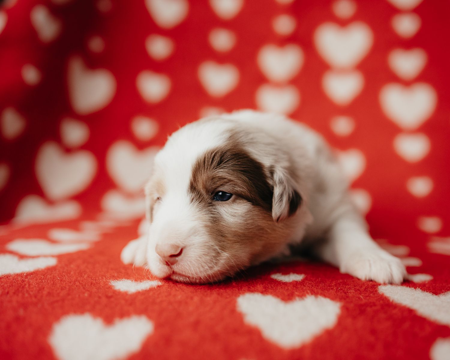 Sleeping white and brown puppy rests on a red polka dot blanket with bokeh lighting effect in background.