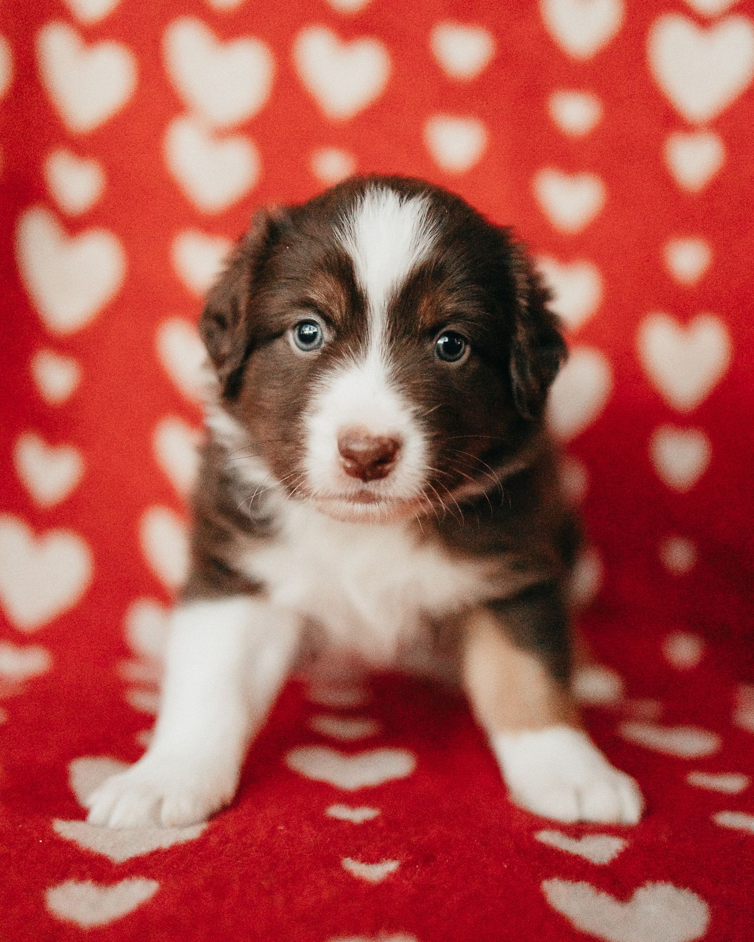 Adorable brown and white puppy poses on red and white heart patterned blanket in Valentine's Day themed photo shoot.