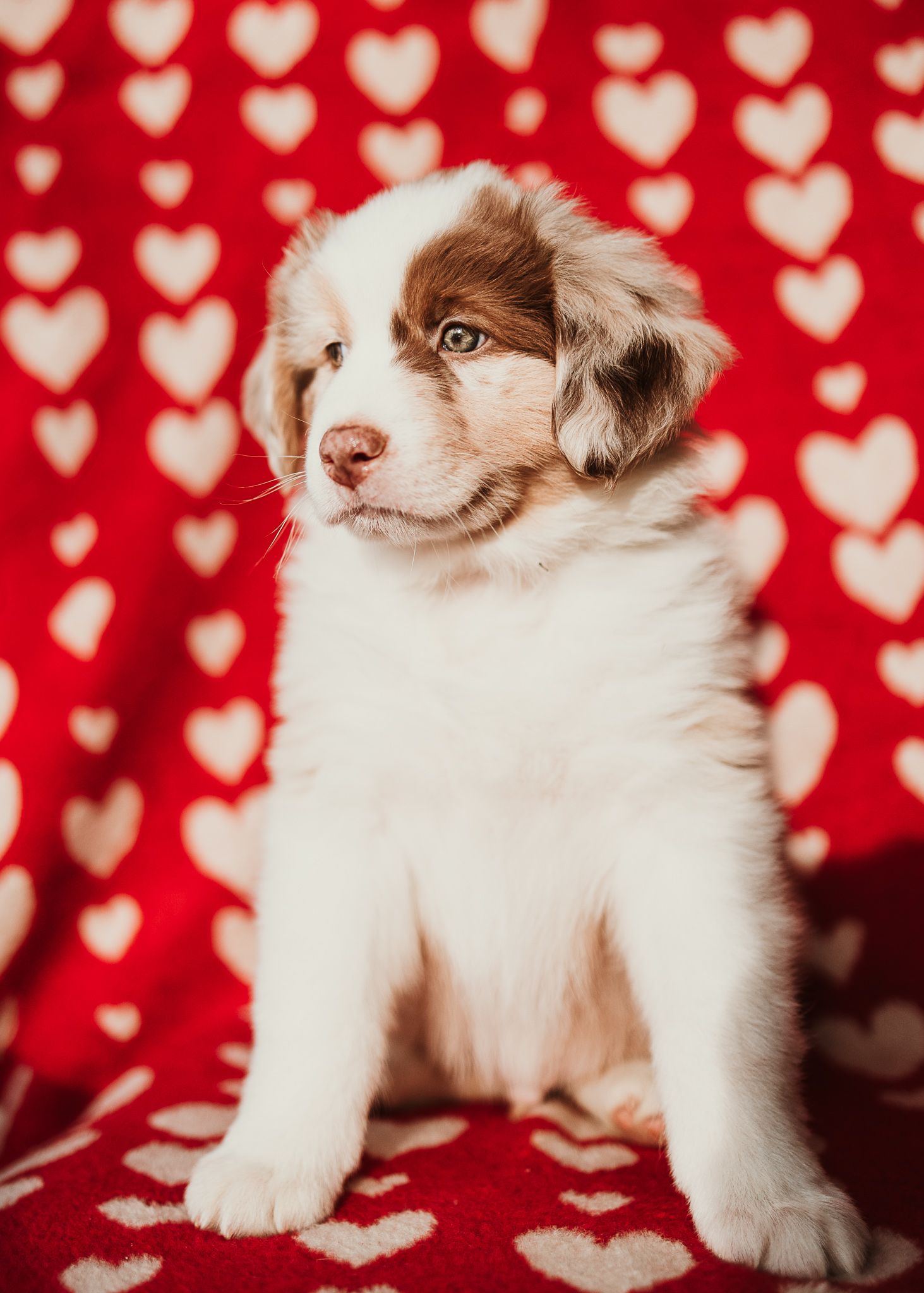 Adorable puppy poses against red and white heart patterned background in four sequential photos.