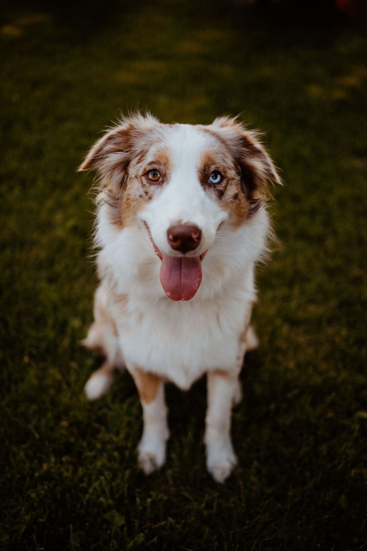Australian shepherd dog with red and white fur sticks tongue out while looking up at camera from grassy ground.