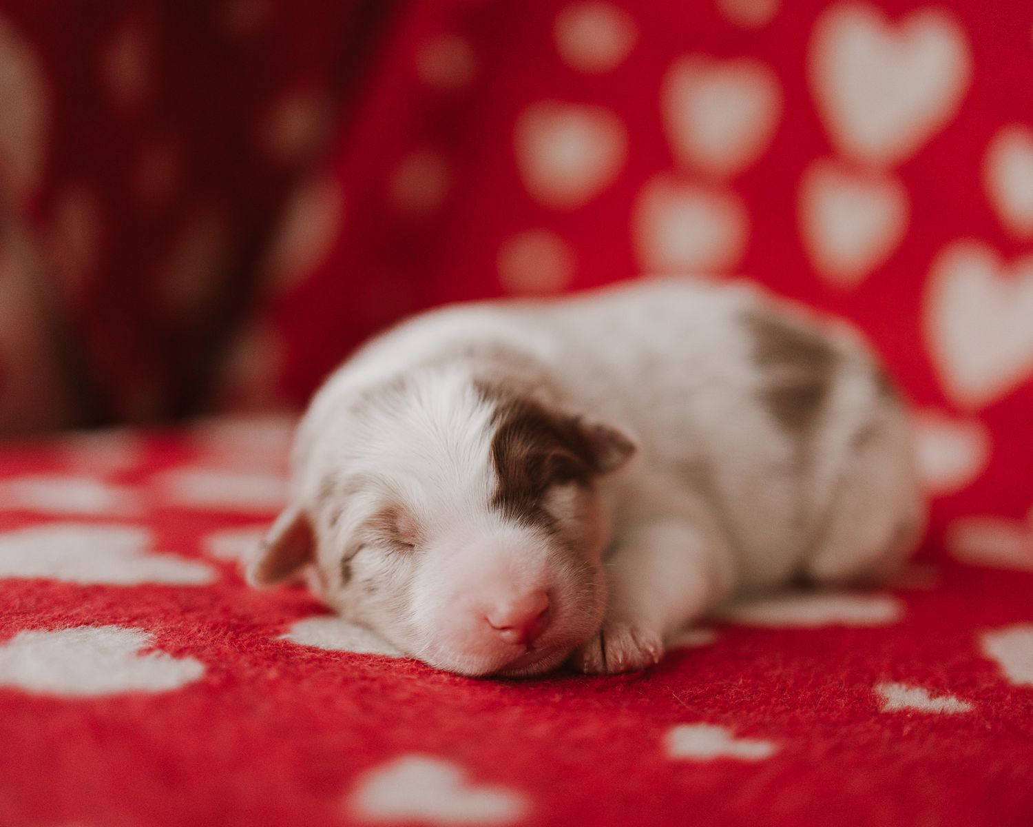 White kitten sleeping on red heart-patterned fabric in a series of adorable poses.