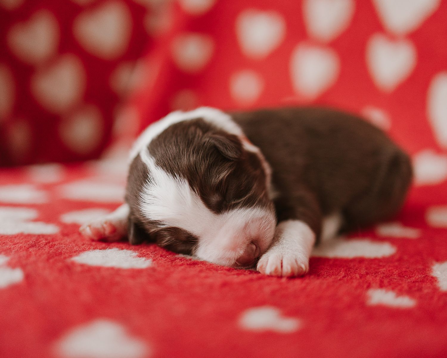 Brown and white puppy sleeping on red and white polka dot fabric.