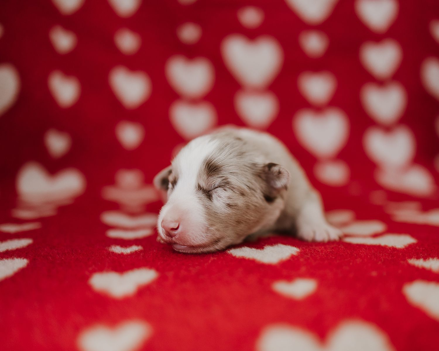 Adorable white and brown puppy sleeping on red and white heart patterned blanket.