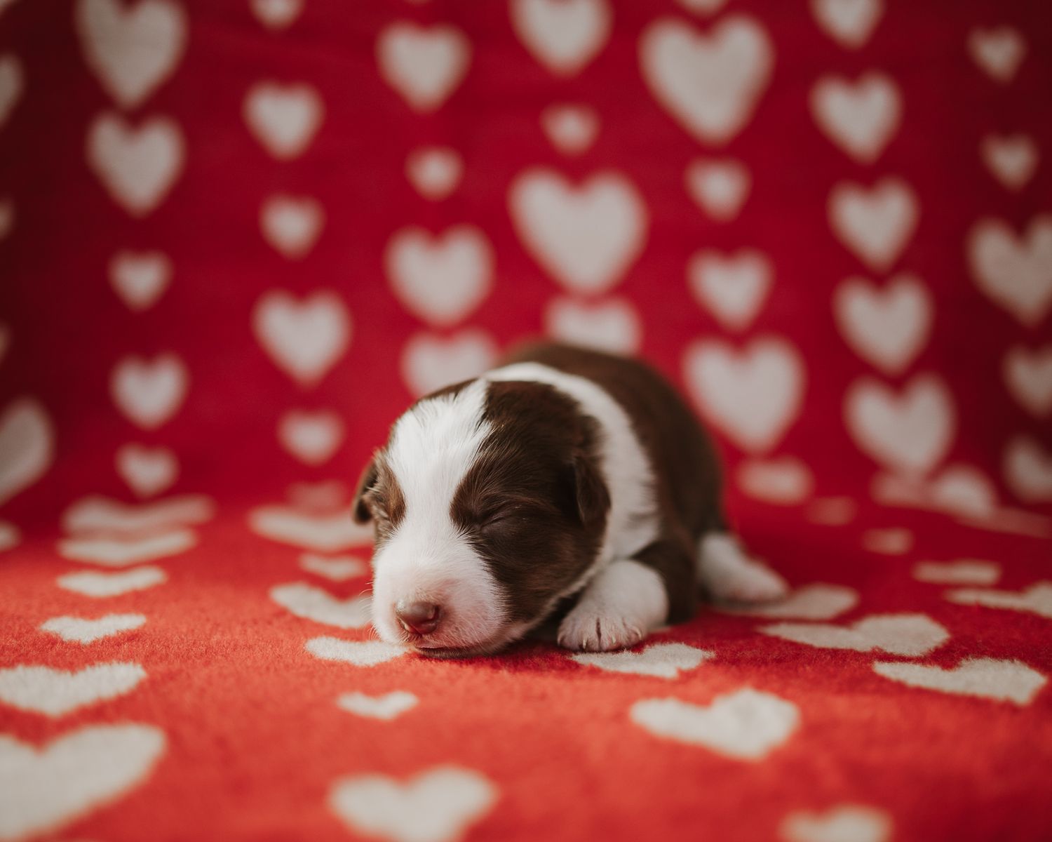 A brown and white border collie dog rests on a red blanket with white heart pattern.