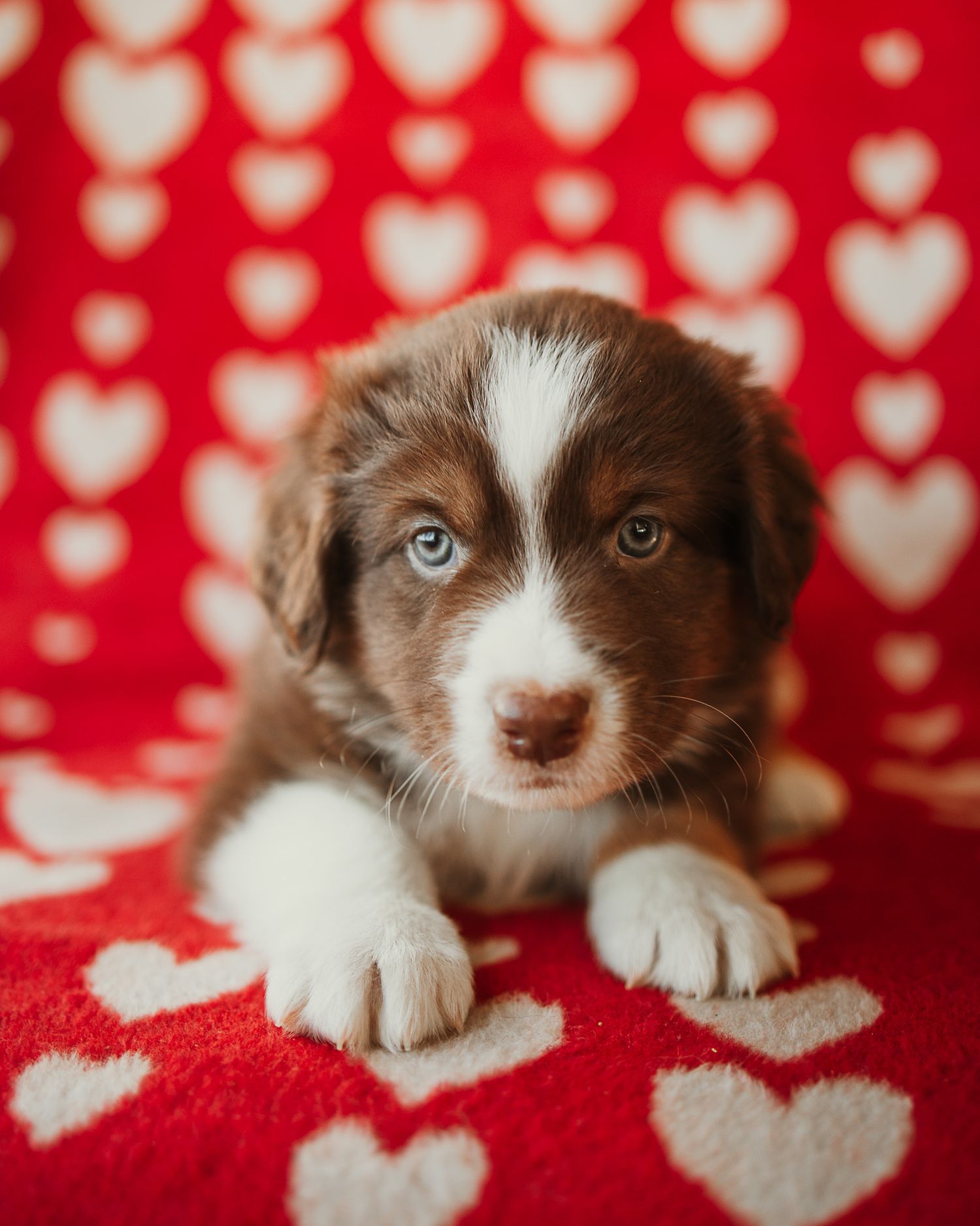 Brown and white puppy lying on red and white heart patterned blanket in Valentine's Day themed photo shoot.