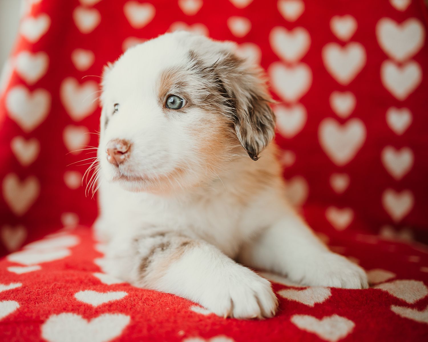 A white and grey cat lies on a red blanket with heart patterns while looking to the side with bright blue eyes.