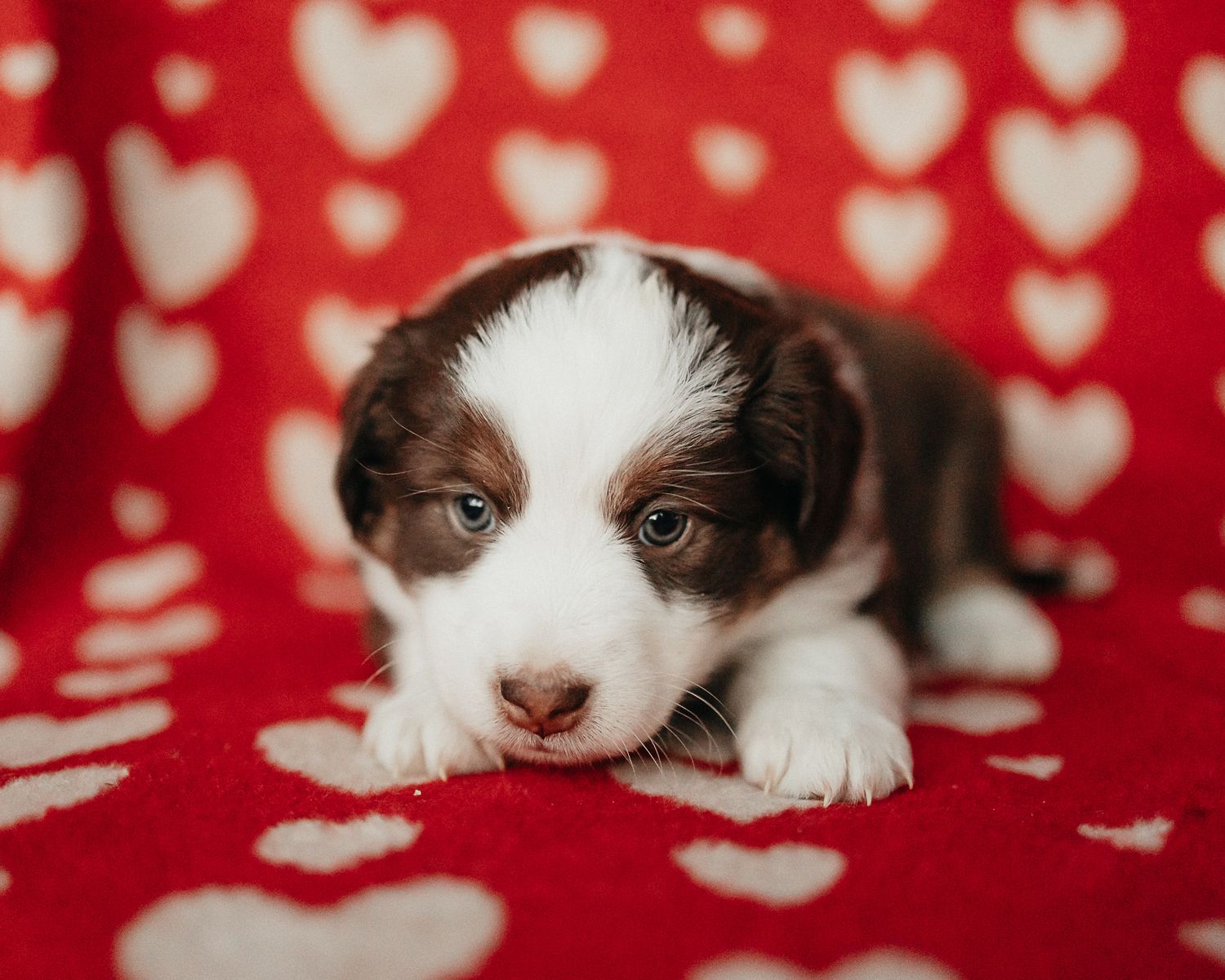 Adorable black and white puppy lying on red heart patterned background in a series of close-up shots.