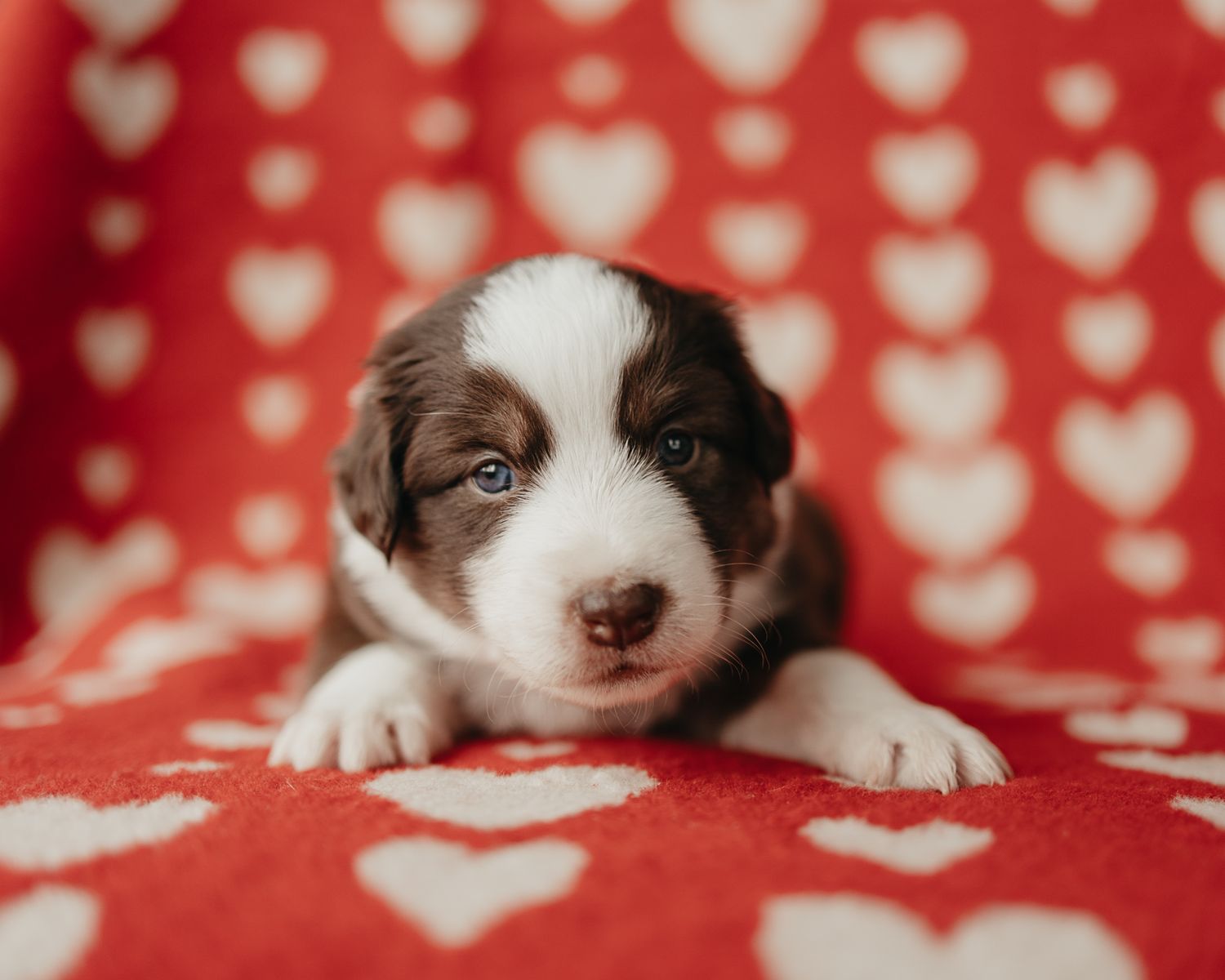 Cute puppy with brown patches lies on red fabric with white heart pattern.
