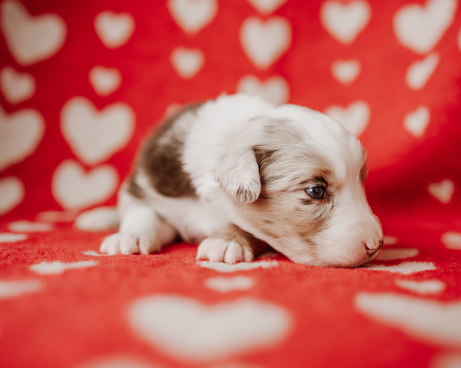 Adorable puppy lying on red background with white heart pattern.