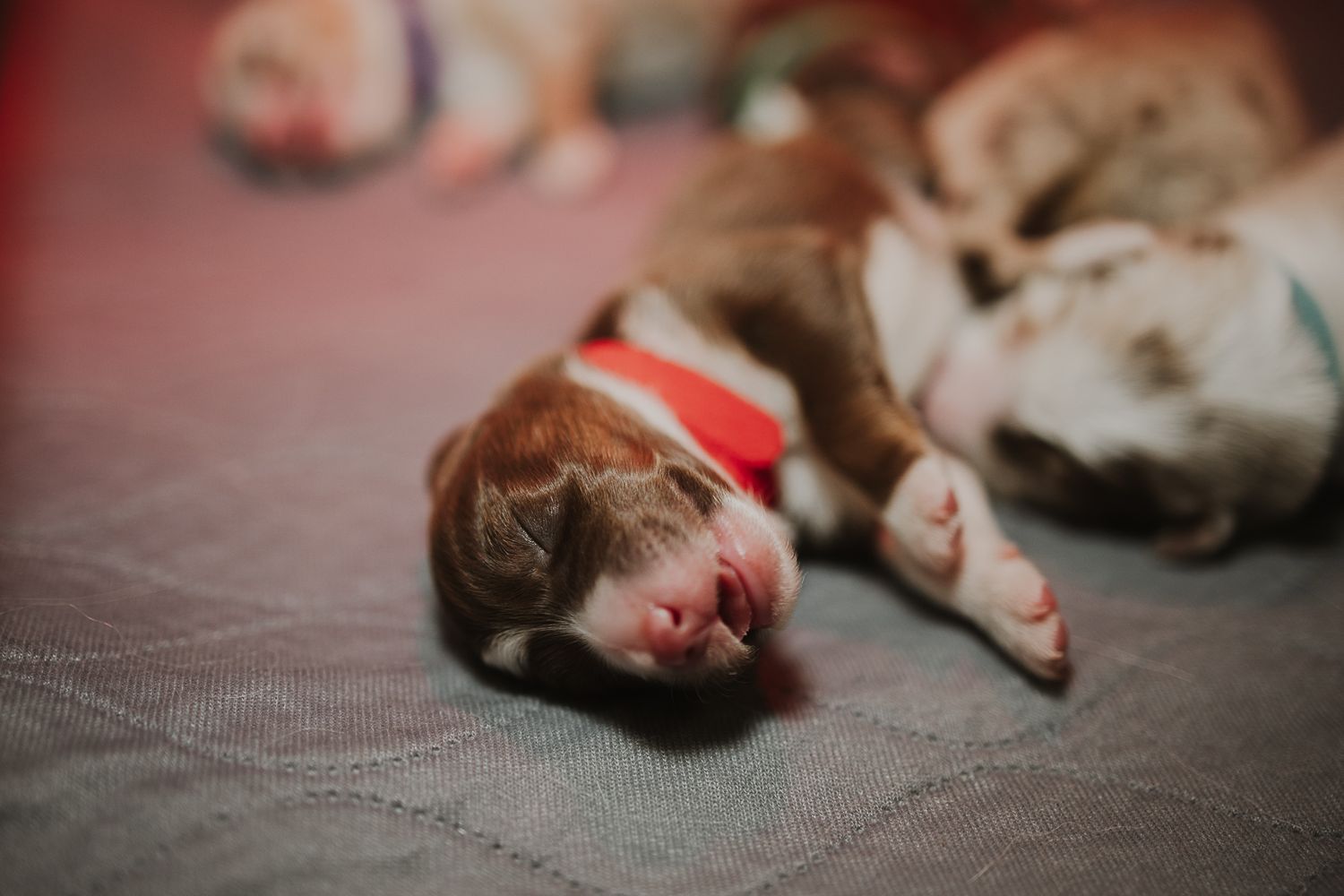 Sleeping brown dog lying on grey carpet with paws outstretched in a relaxed position.