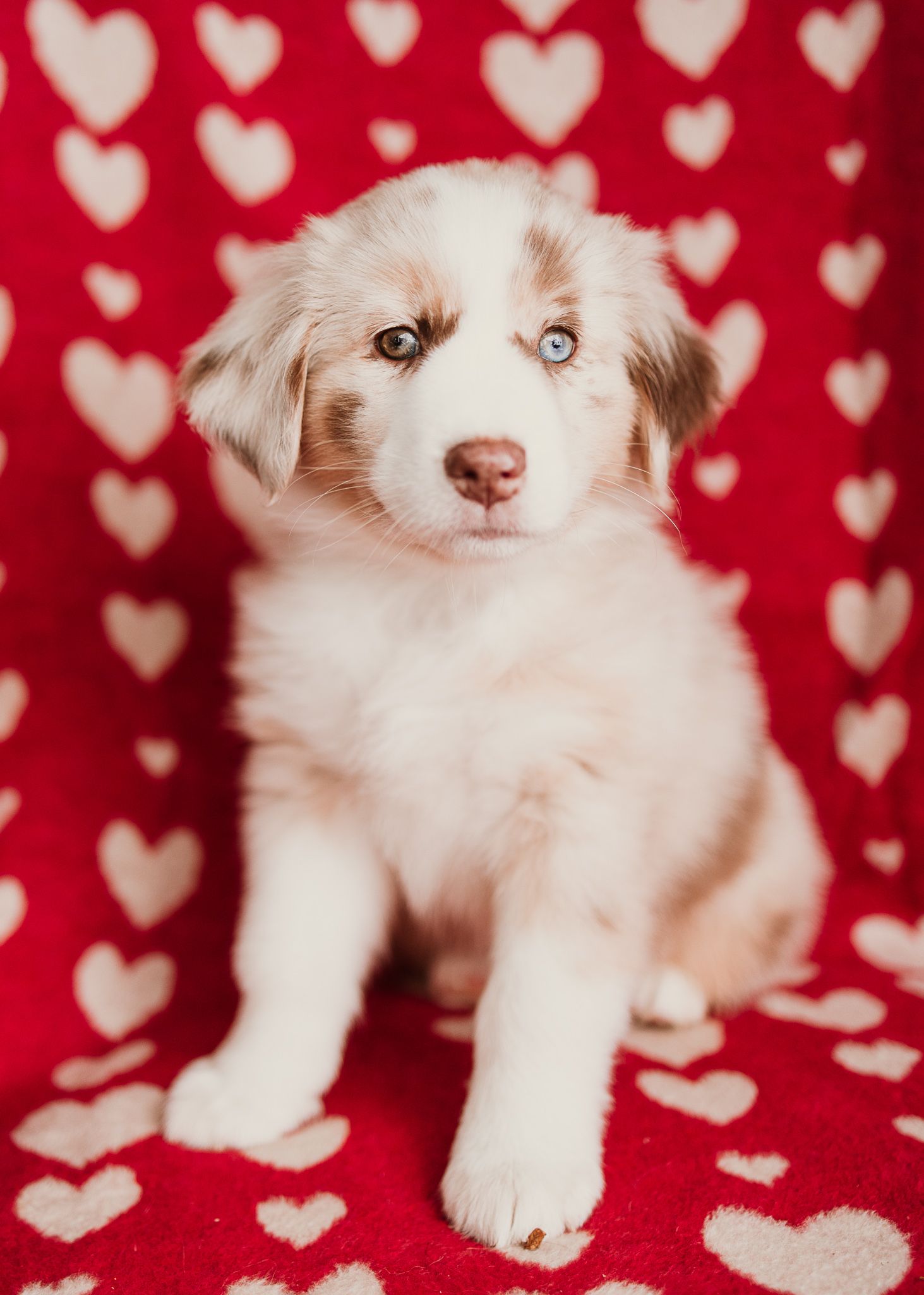 Adorable Australian Shepherd puppy with striking blue eyes sits on red and white heart-patterned background.