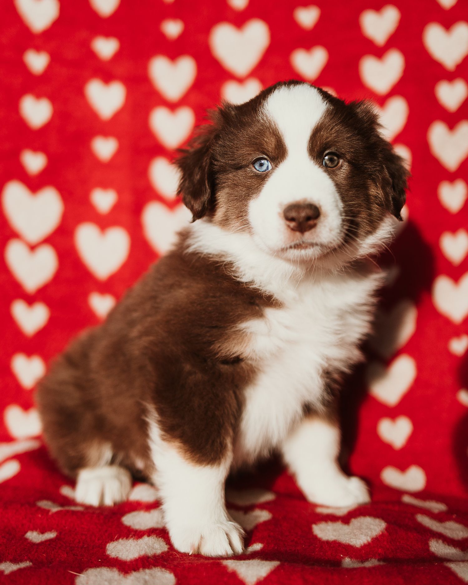 Brown and white border collie puppy poses on red background with white heart pattern.