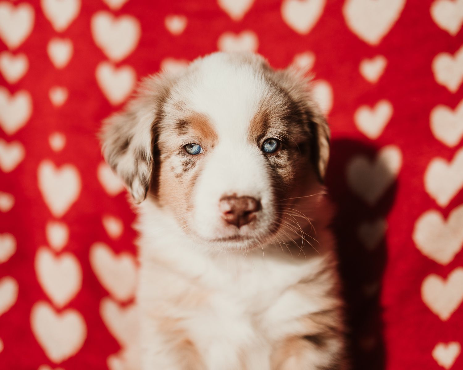 Australian shepherd puppy poses against red and white heart patterned background for Valentine's Day themed photo.