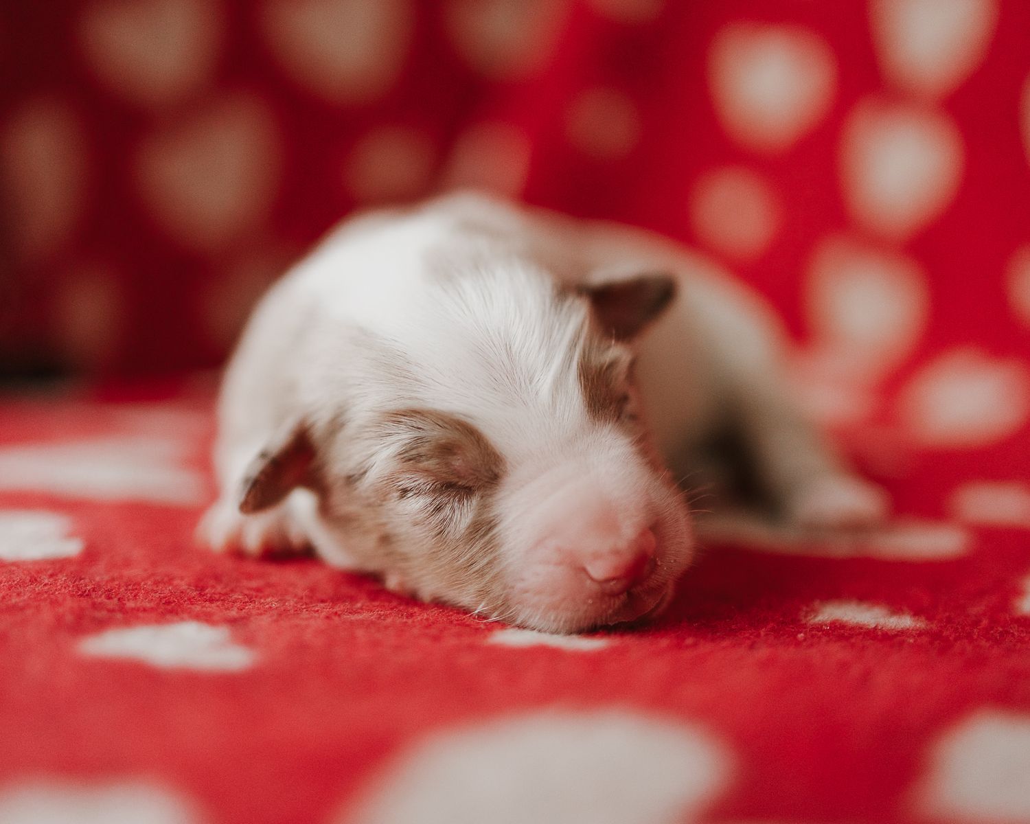 A series of white mice crawling on a vibrant red textured surface.