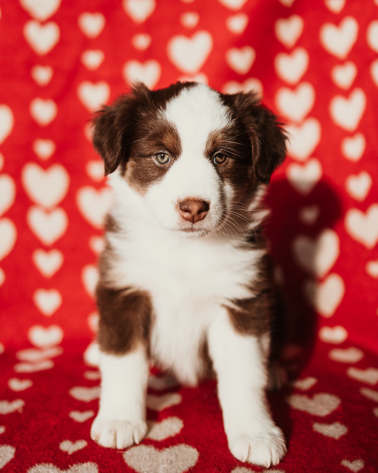 Adorable brown and white Australian Shepherd puppy sitting on red heart patterned background.
